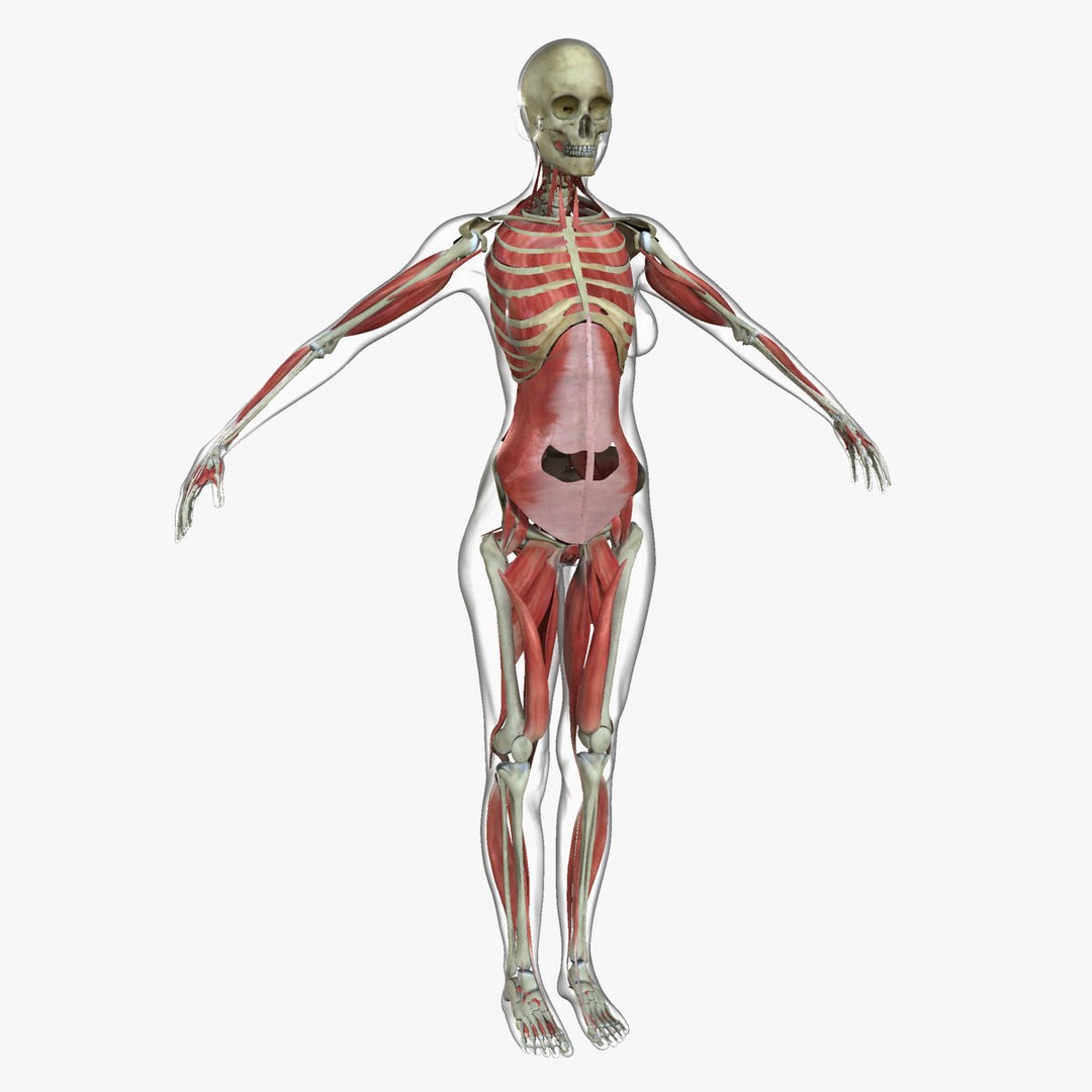 Full Body Anatomy 3D Model – Detailed Female & Male Anatomy, OBJ & FBX - View 48