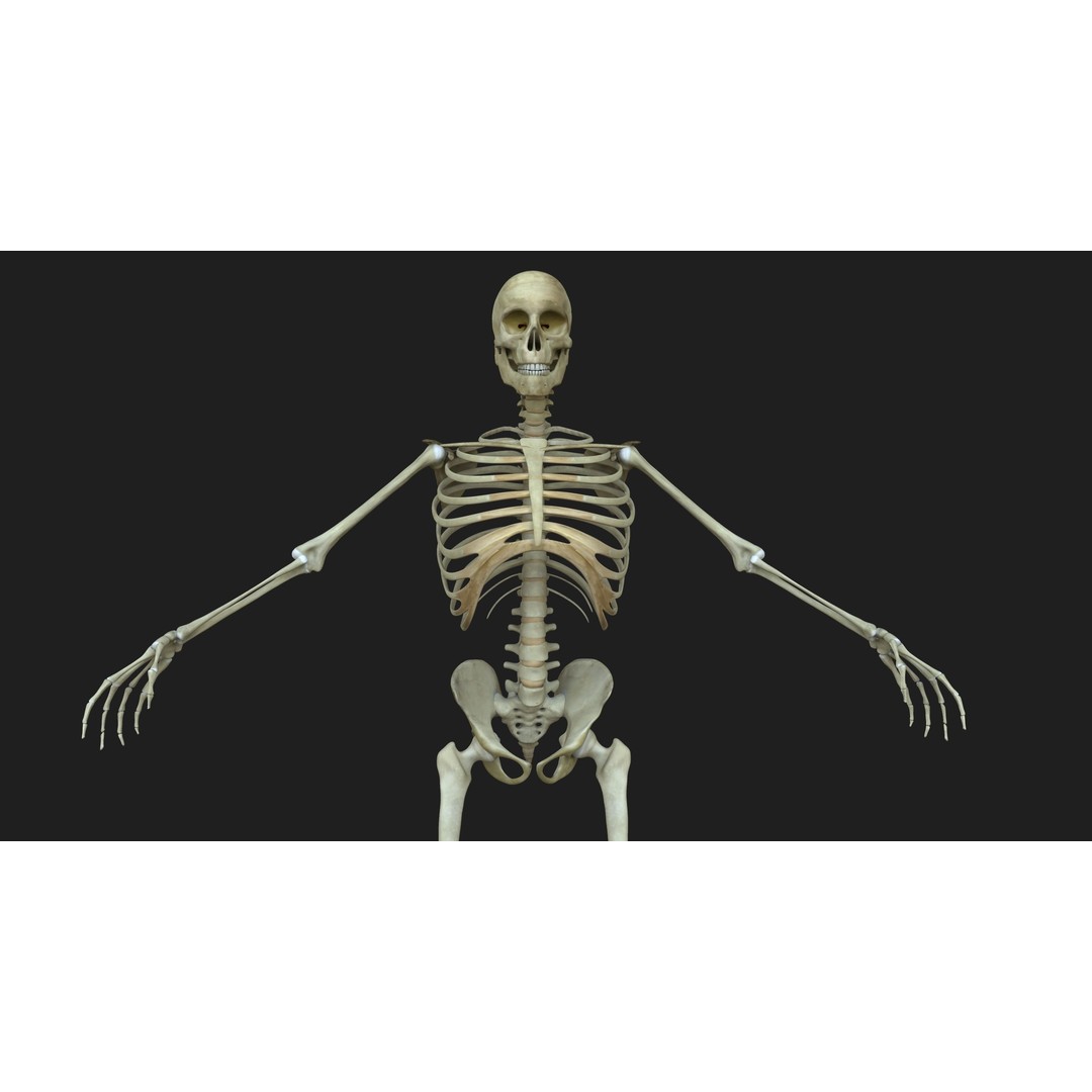 Full Body Anatomy 3D Model – Detailed Female & Male Anatomy, OBJ & FBX - View 49