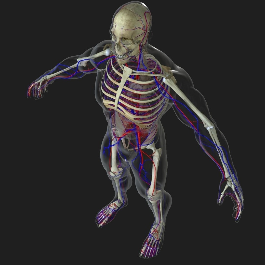 Full Body Anatomy 3D Model – Detailed Female & Male Anatomy, OBJ & FBX - View 50