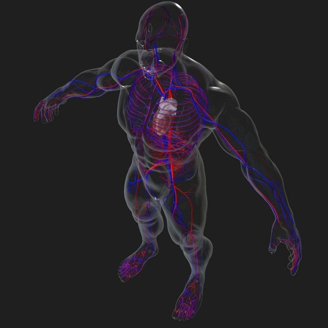 Full Body Anatomy 3D Model – Detailed Female & Male Anatomy, OBJ & FBX - View 51