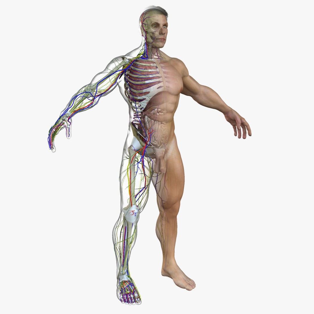 Full Body Anatomy 3D Model – Detailed Female & Male Anatomy, OBJ & FBX - View 52
