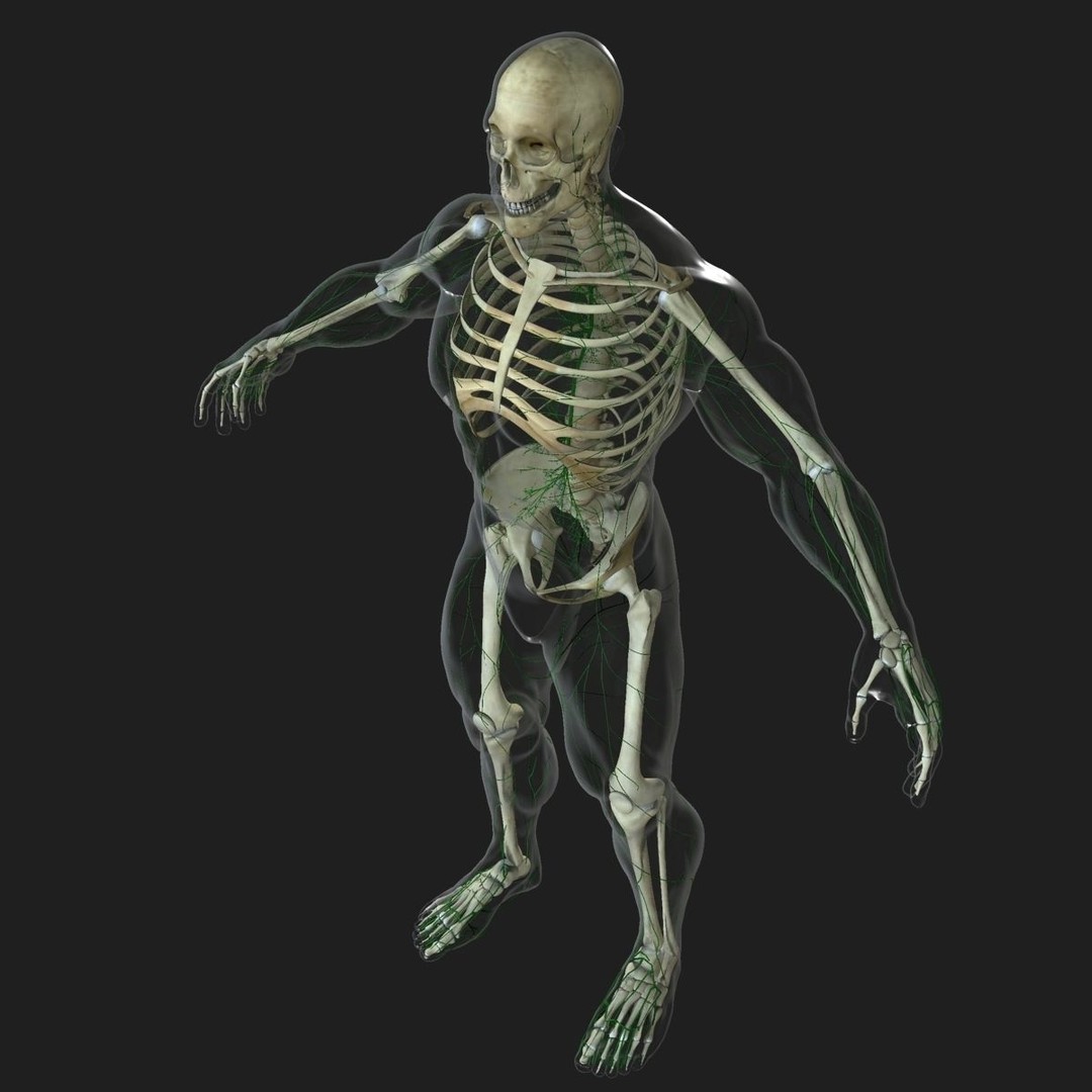 Full Body Anatomy 3D Model – Detailed Female & Male Anatomy, OBJ & FBX - View 57