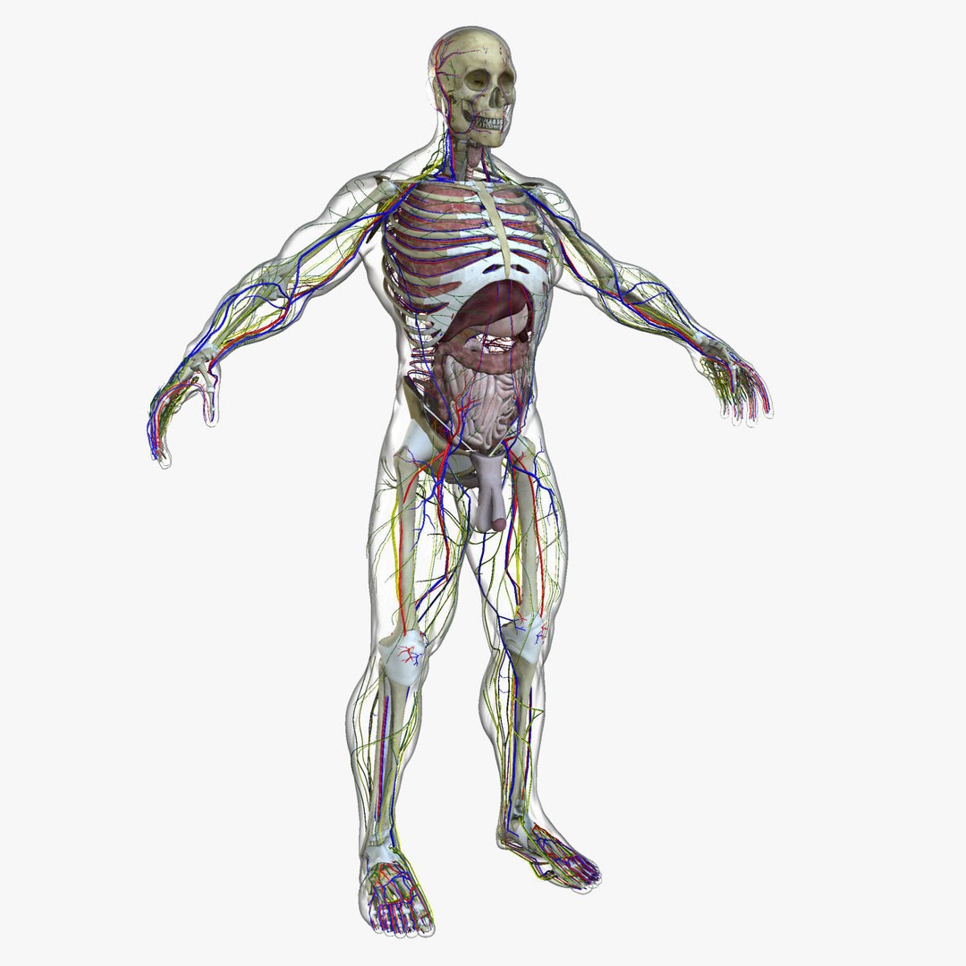 Full Body Anatomy 3D Model – Detailed Female & Male Anatomy, OBJ & FBX - View 59