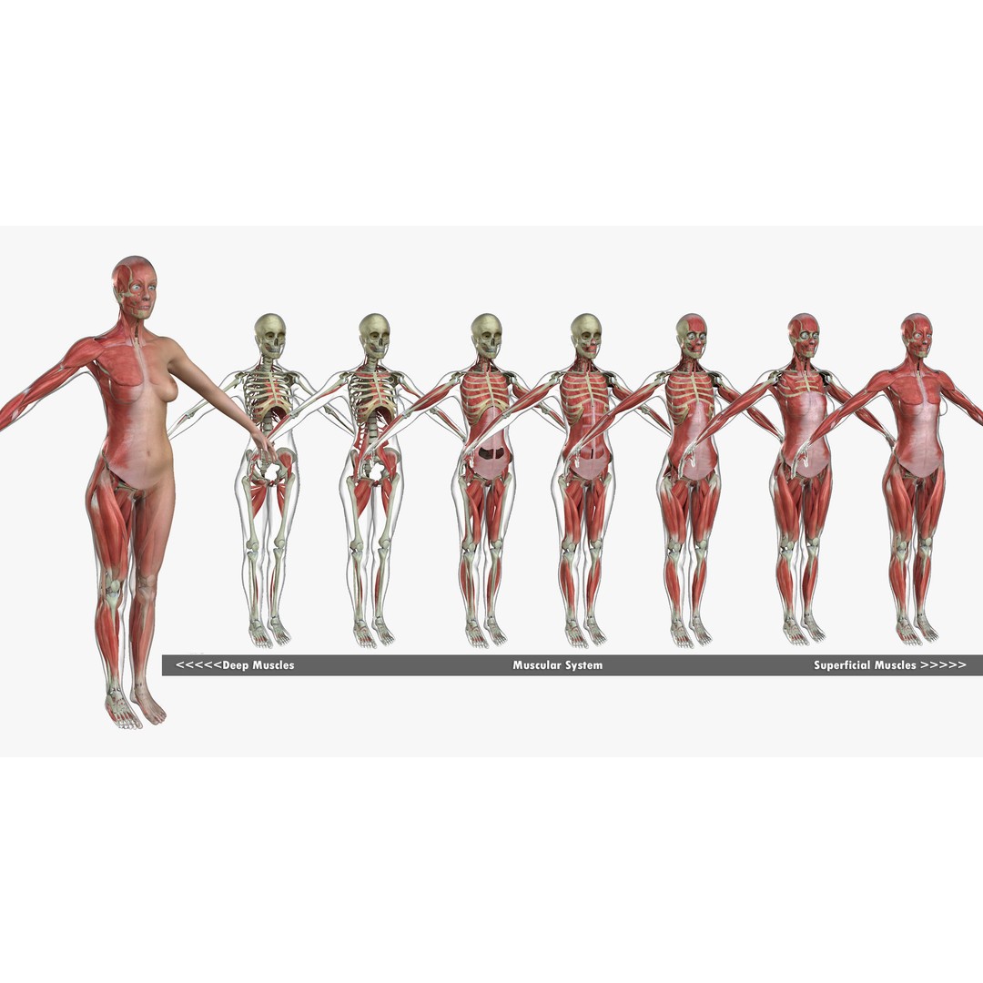 Full Body Anatomy 3D Model – Detailed Female & Male Anatomy, OBJ & FBX - View 6