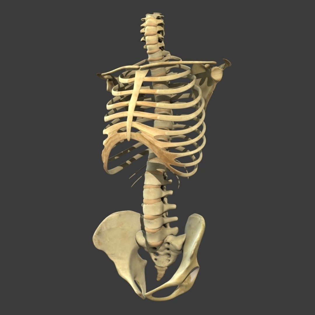 Full Body Anatomy 3D Model – Detailed Female & Male Anatomy, OBJ & FBX - View 60