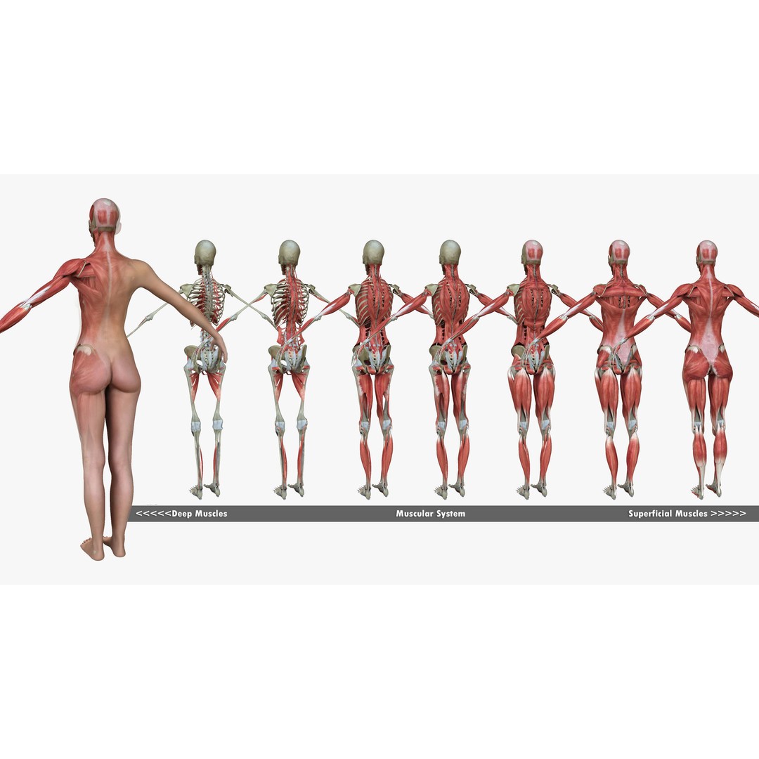 Full Body Anatomy 3D Model – Detailed Female & Male Anatomy, OBJ & FBX - View 7