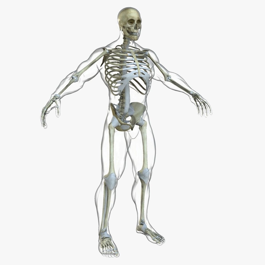 Full Body Anatomy 3D Model – Detailed Female & Male Anatomy, OBJ & FBX - View 71