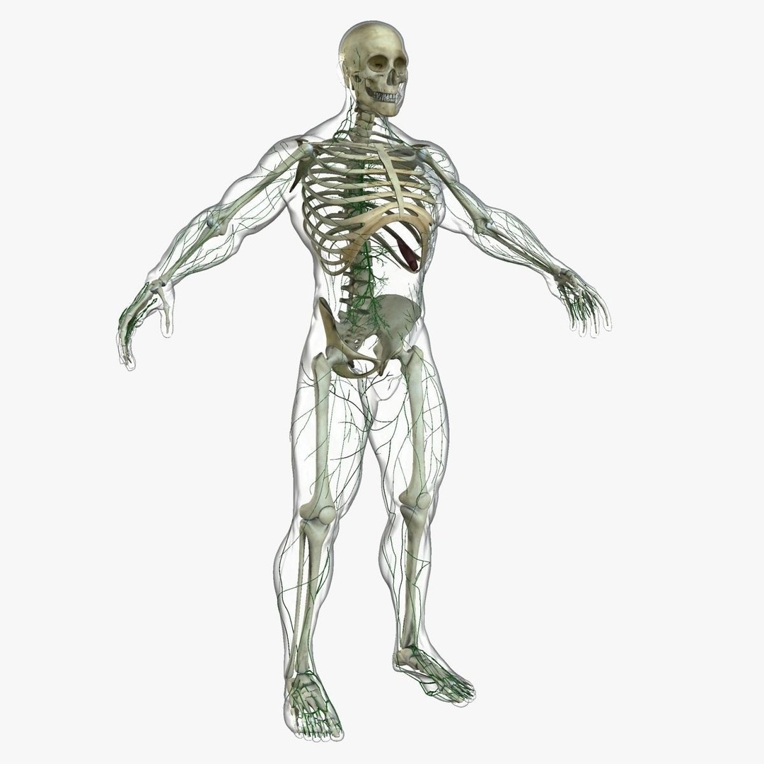 Full Body Anatomy 3D Model – Detailed Female & Male Anatomy, OBJ & FBX - View 73