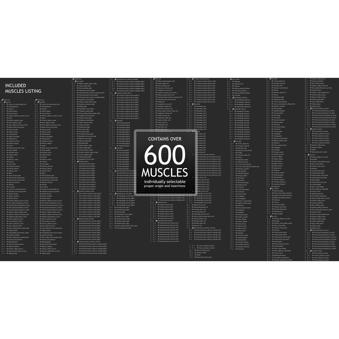 Full Body Anatomy 3D Model – Detailed Female & Male Anatomy, OBJ & FBX - View 74