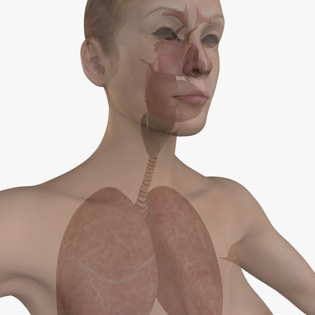 Full Body Anatomy 3D Model – Detailed Female & Male Anatomy, OBJ & FBX - View 75