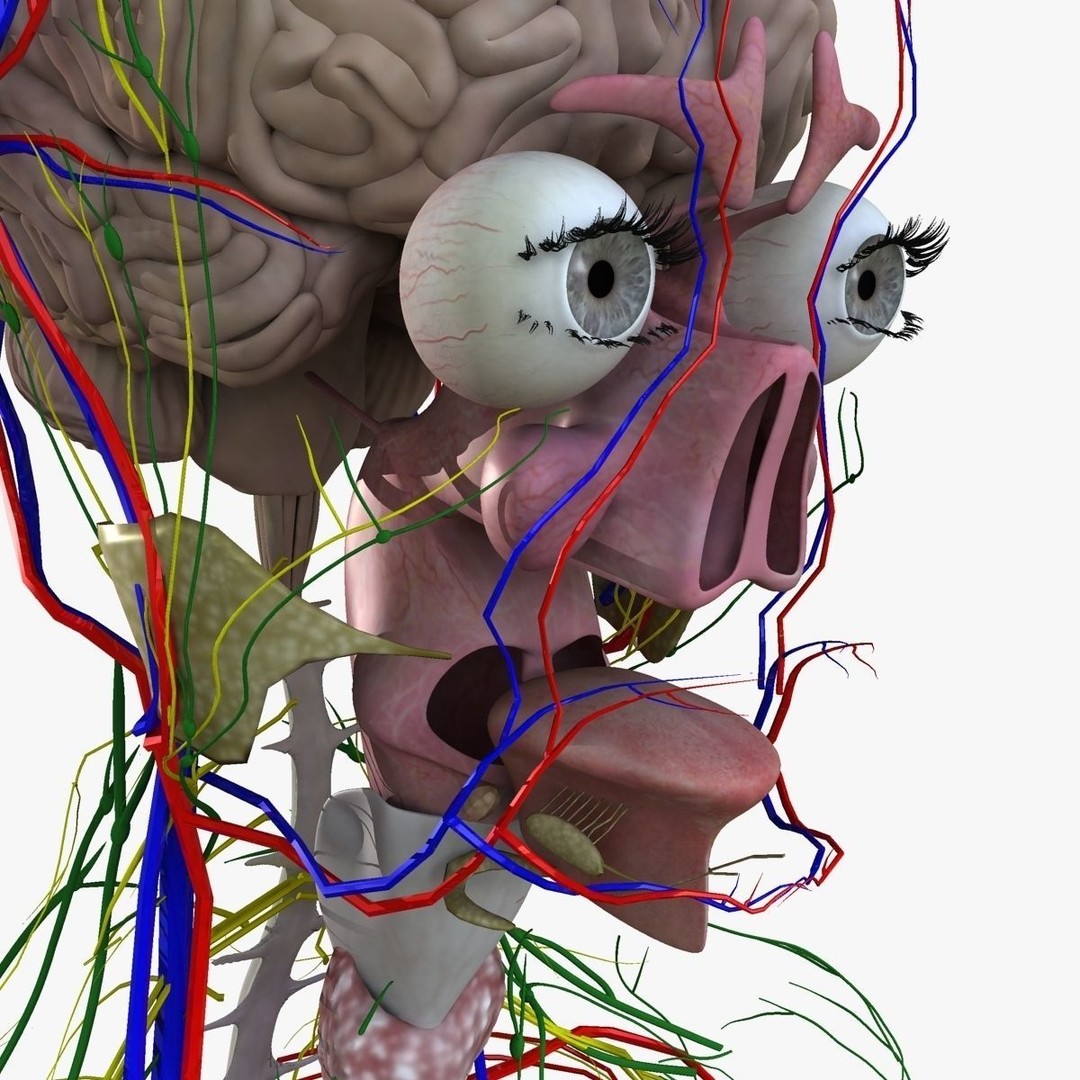 Full Body Anatomy 3D Model – Detailed Female & Male Anatomy, OBJ & FBX - View 76