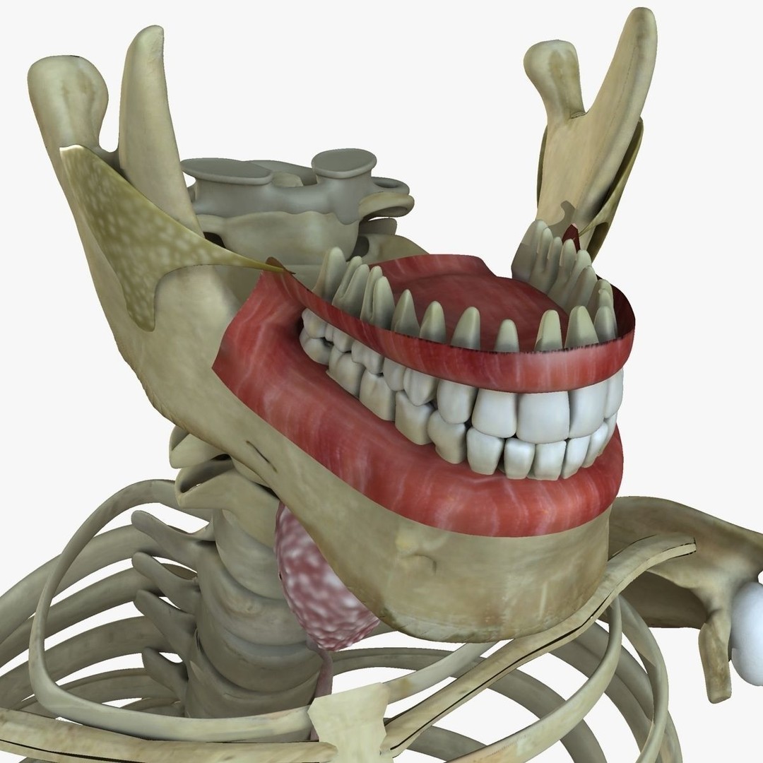 Full Body Anatomy 3D Model – Detailed Female & Male Anatomy, OBJ & FBX - View 77