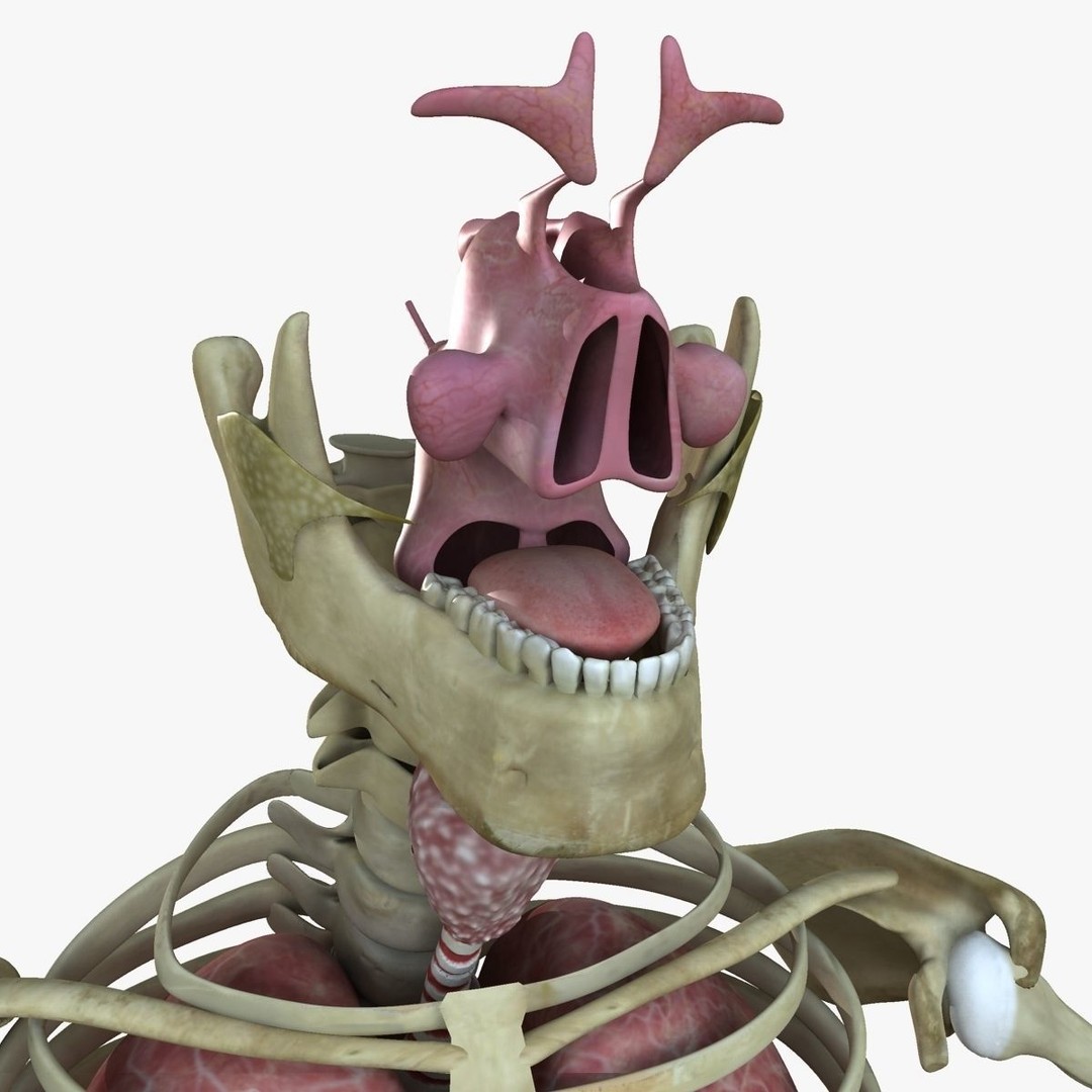 Full Body Anatomy 3D Model – Detailed Female & Male Anatomy, OBJ & FBX - View 78