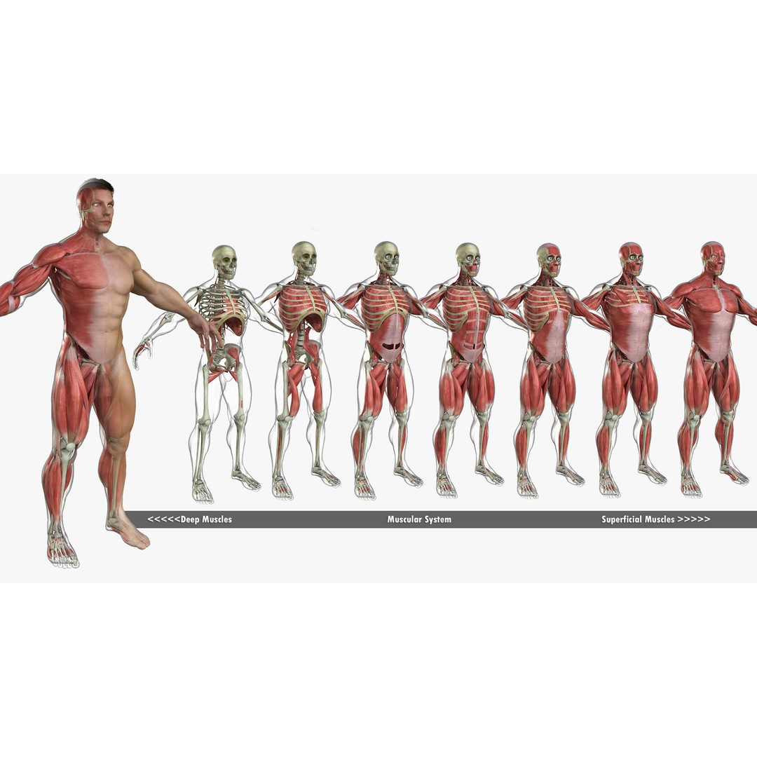 Full Body Anatomy 3D Model – Detailed Female & Male Anatomy, OBJ & FBX - View 8