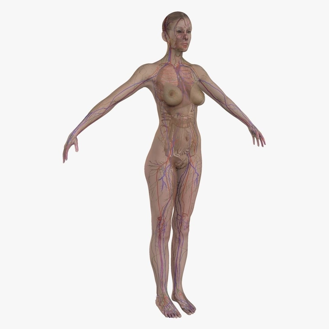 Full Body Anatomy 3D Model – Detailed Female & Male Anatomy, OBJ & FBX - View 80