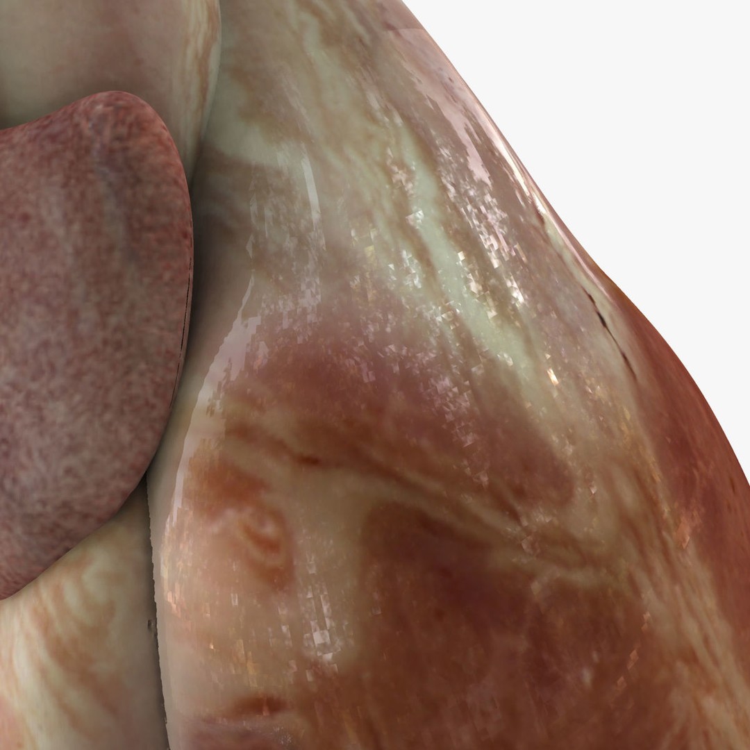 Full Body Anatomy 3D Model – Detailed Female & Male Anatomy, OBJ & FBX - View 82