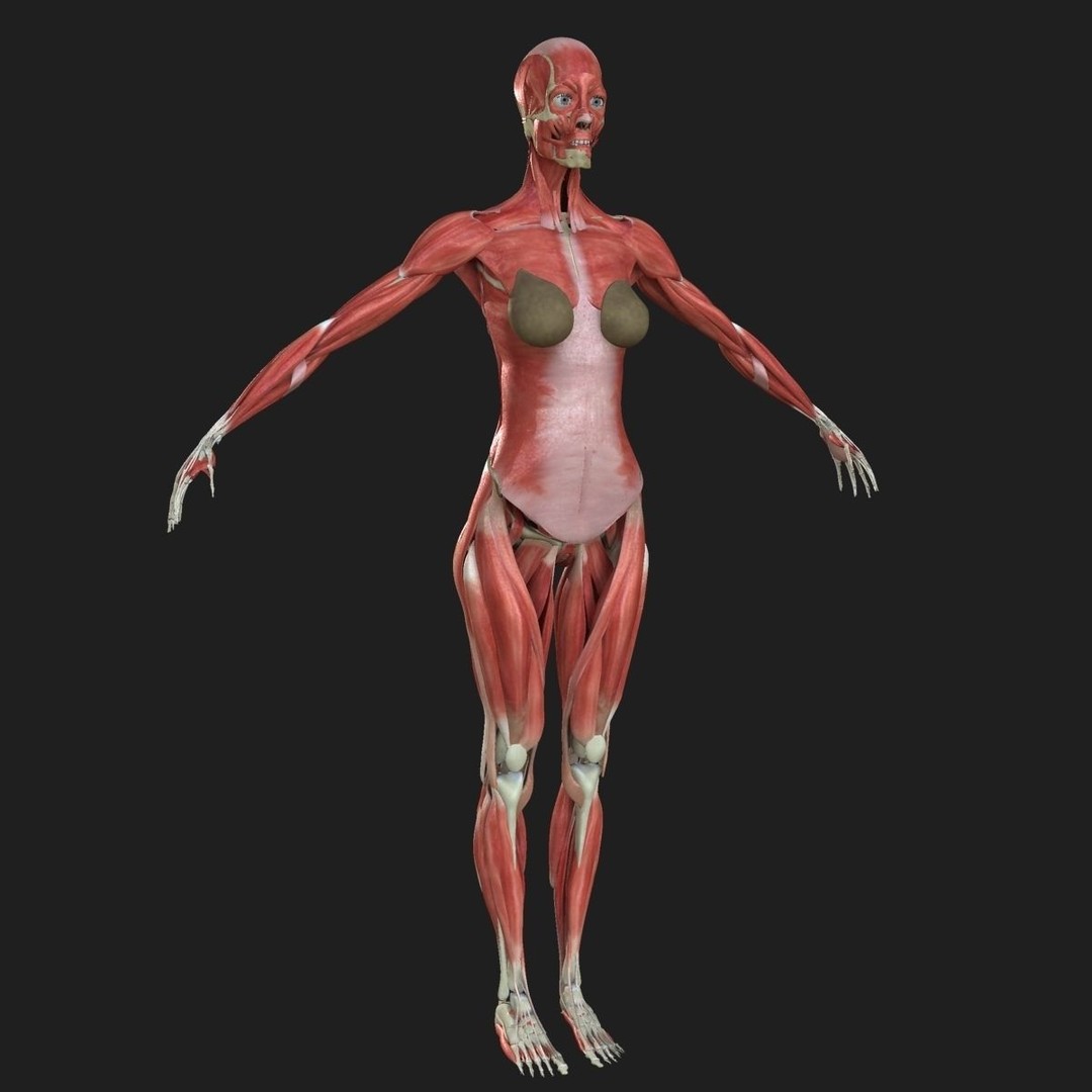 Full Body Anatomy 3D Model – Detailed Female & Male Anatomy, OBJ & FBX - View 85