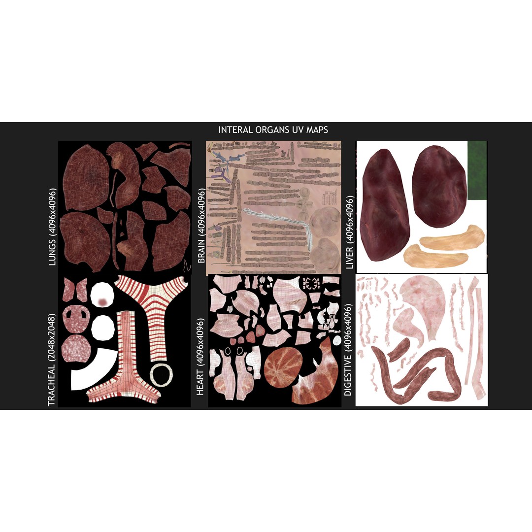 Full Body Anatomy 3D Model – Detailed Female & Male Anatomy, OBJ & FBX - View 90