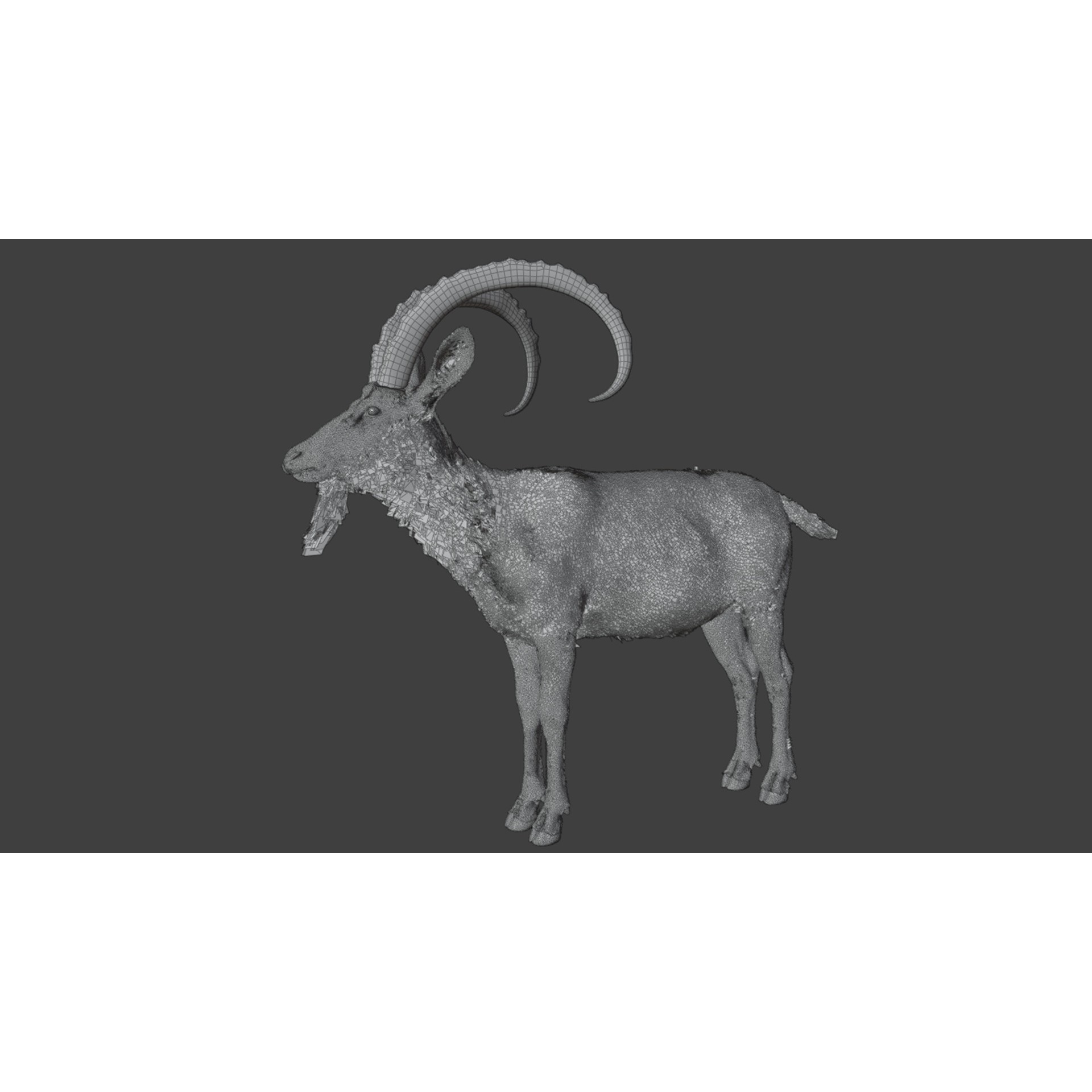 Nubian Ibex - Game-Ready 3D Model - View 10