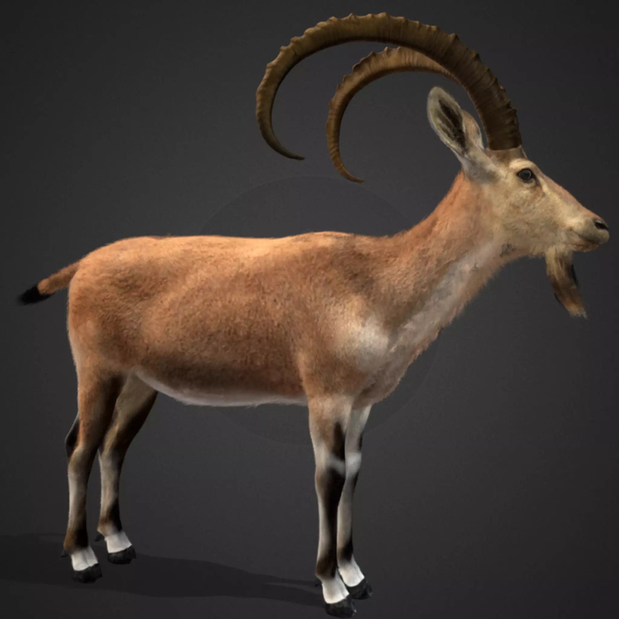 Nubian Ibex - Game-Ready 3D Model - View 2