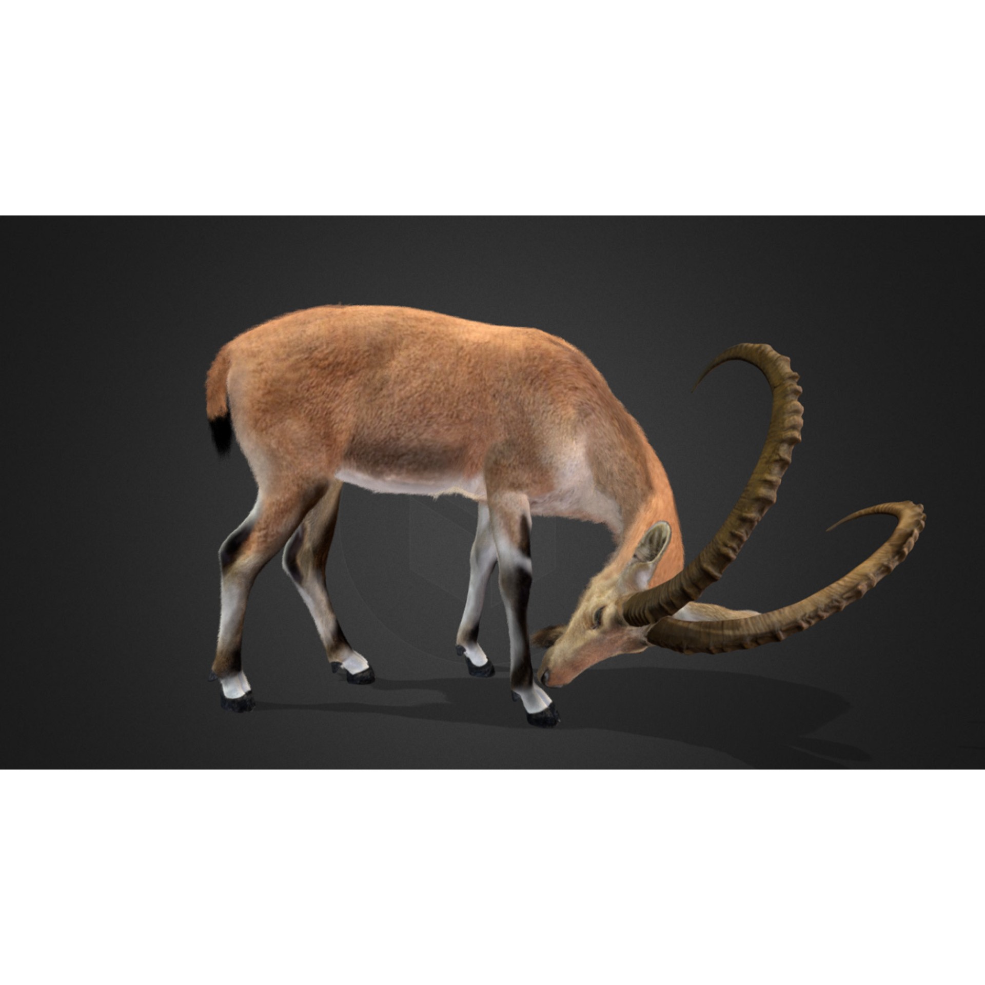Nubian Ibex - Game-Ready 3D Model - View 3