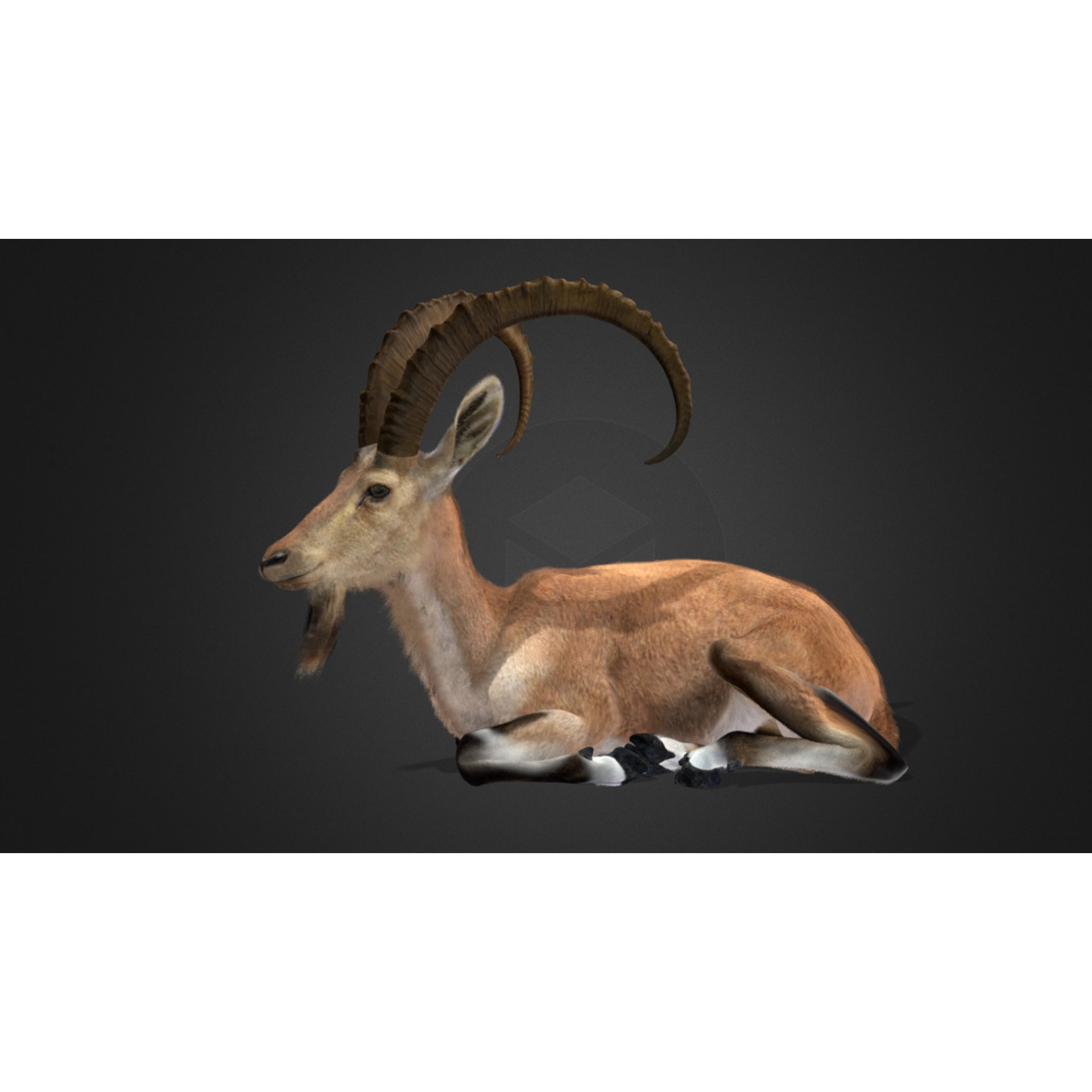 Nubian Ibex - Game-Ready 3D Model - View 4