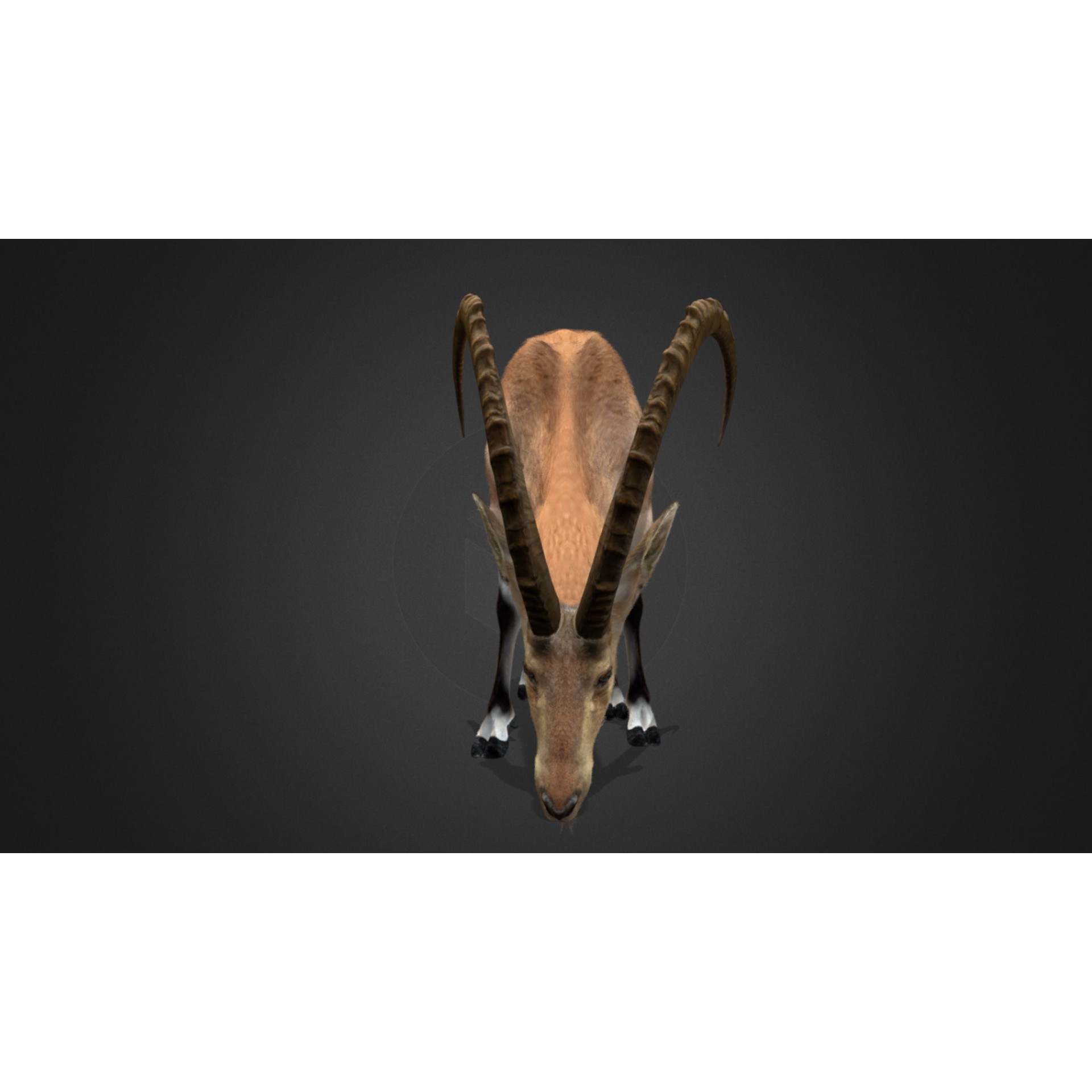 Nubian Ibex - Game-Ready 3D Model - View 6