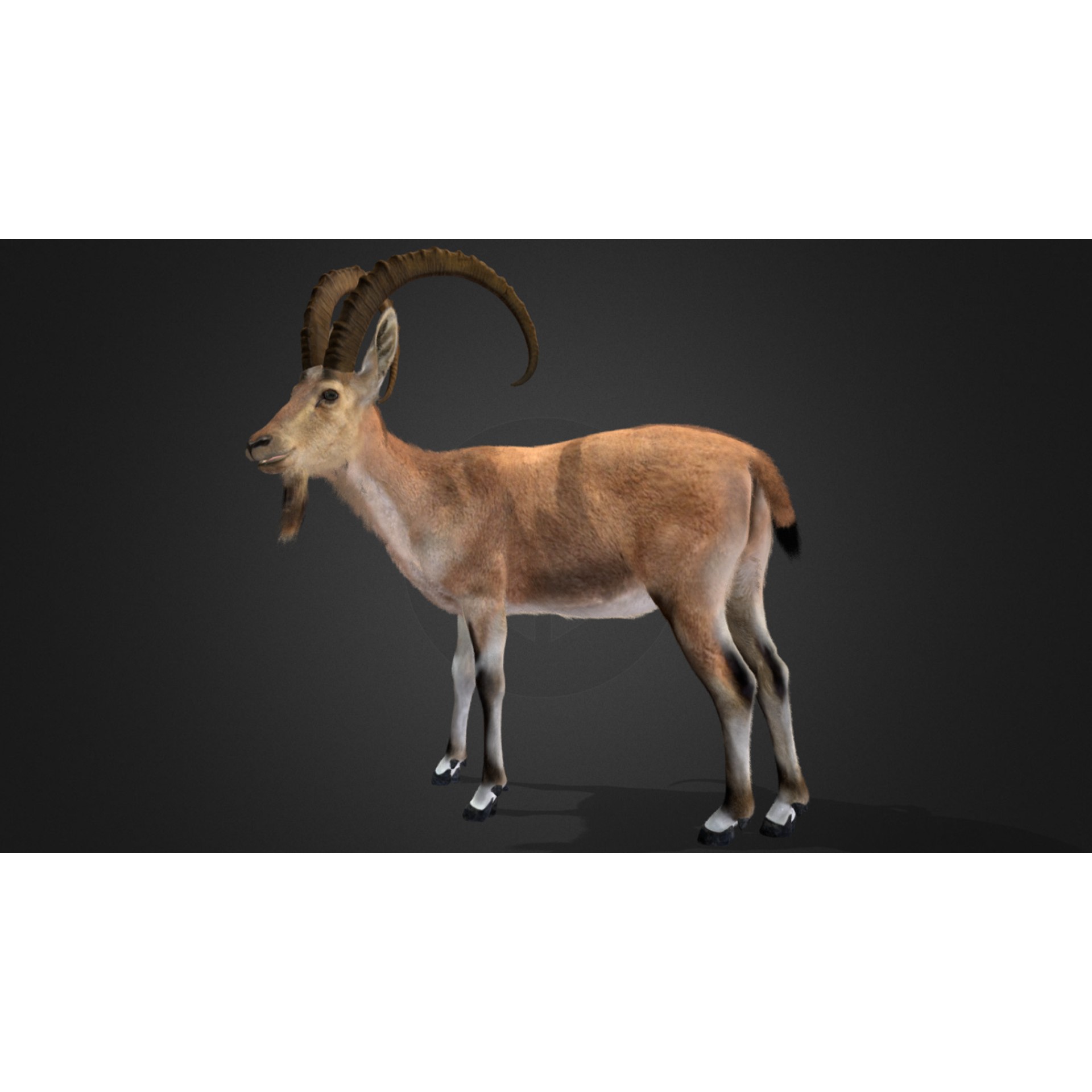 Nubian Ibex - Game-Ready 3D Model - View 7