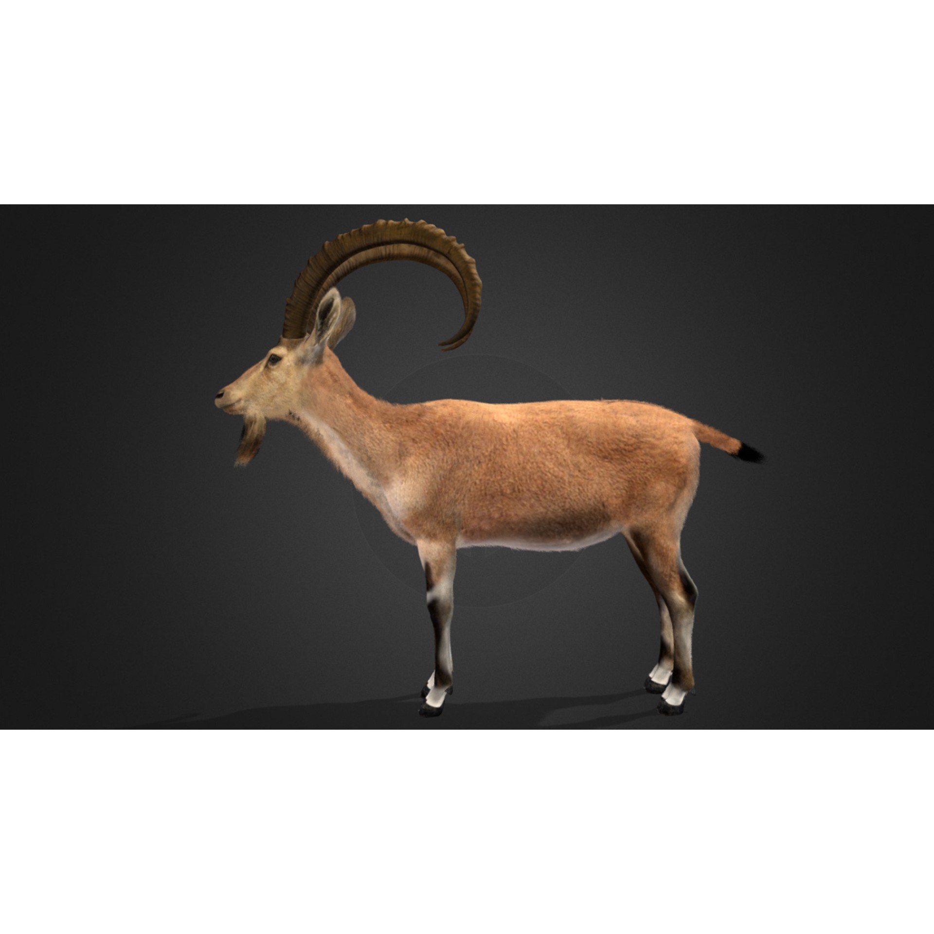 Nubian Ibex - Game-Ready 3D Model - View 8