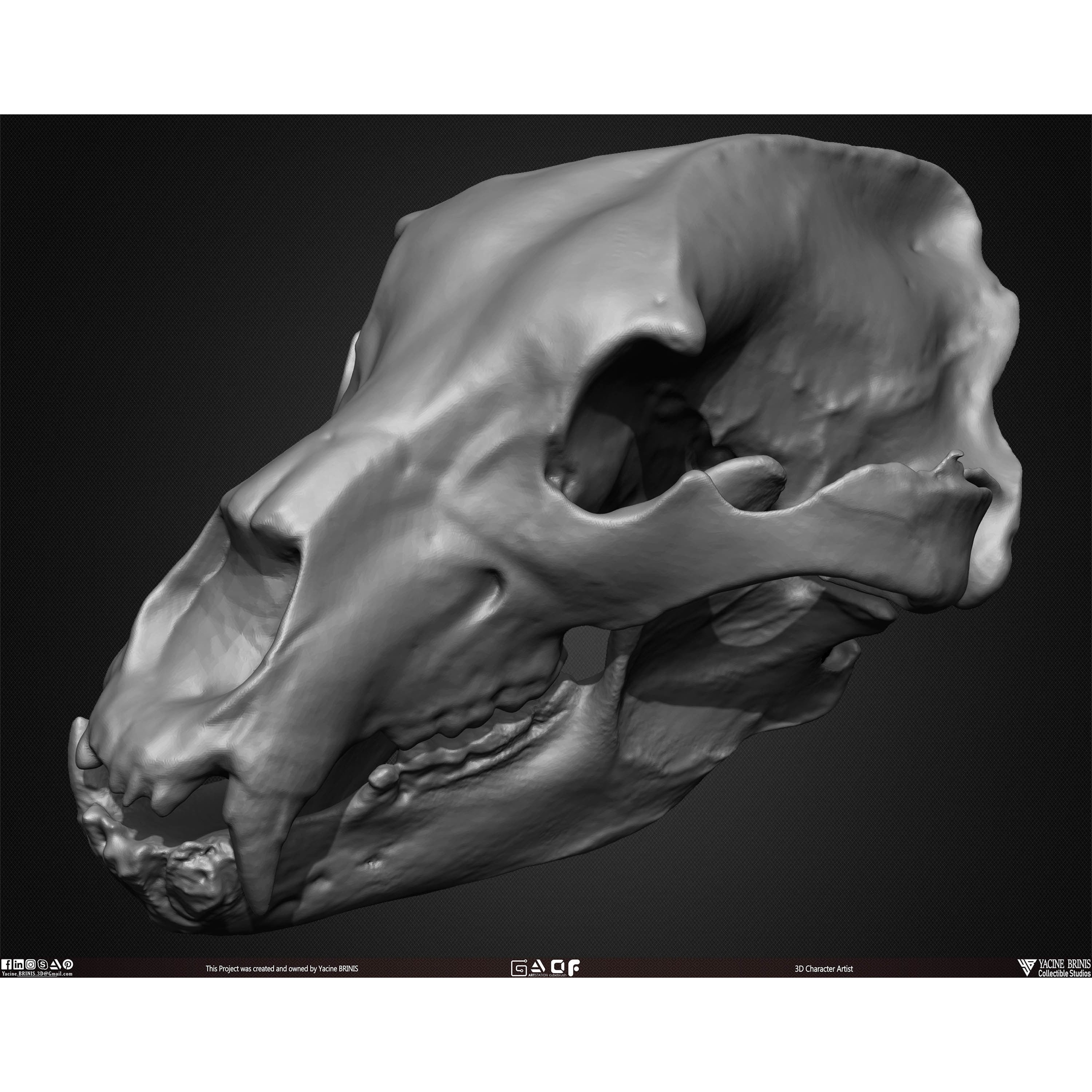 20 Animal Skulls Collection - Low-Poly Game-Ready 3D Model