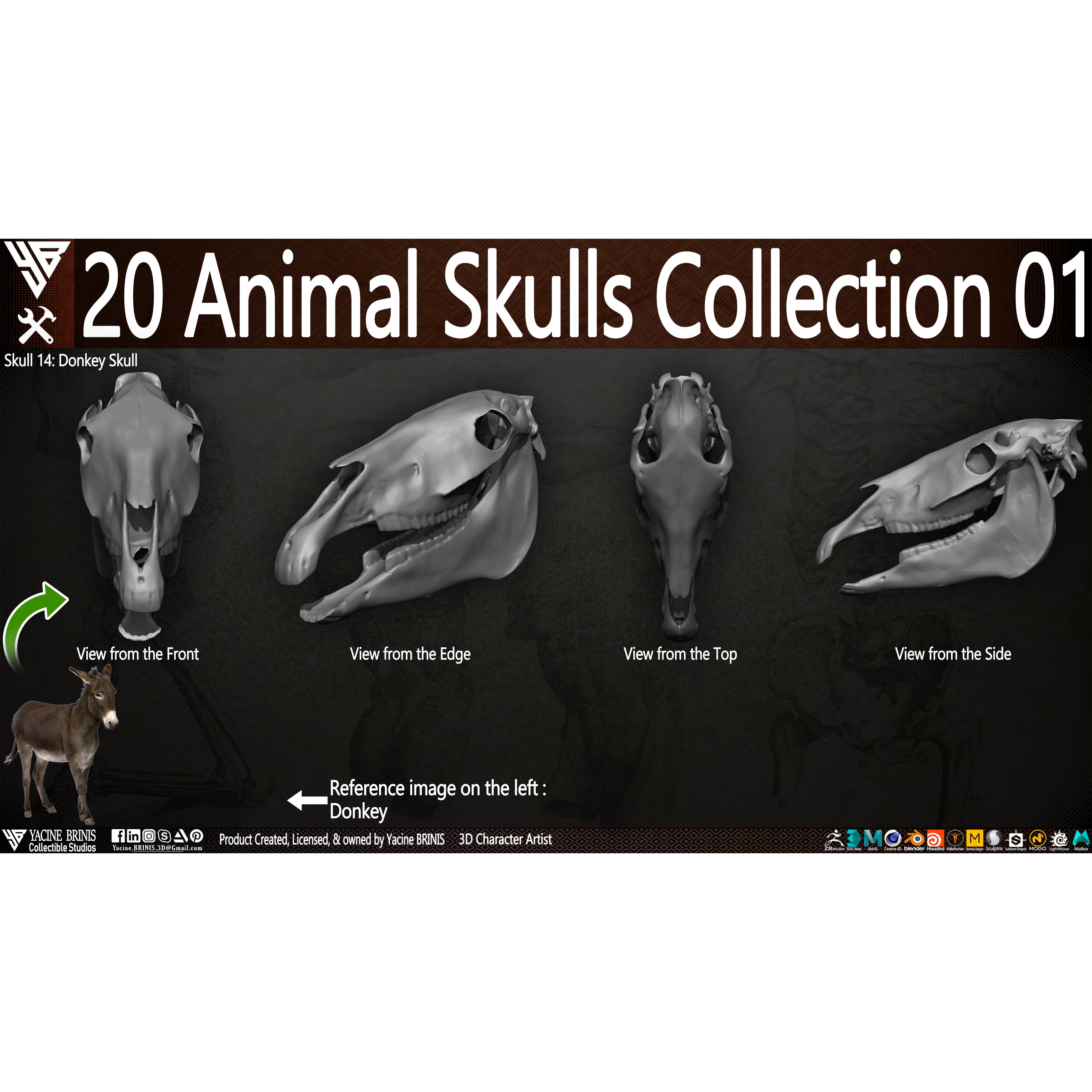 20 Animal Skulls Collection - Low-Poly Game-Ready 3D Model - View 11