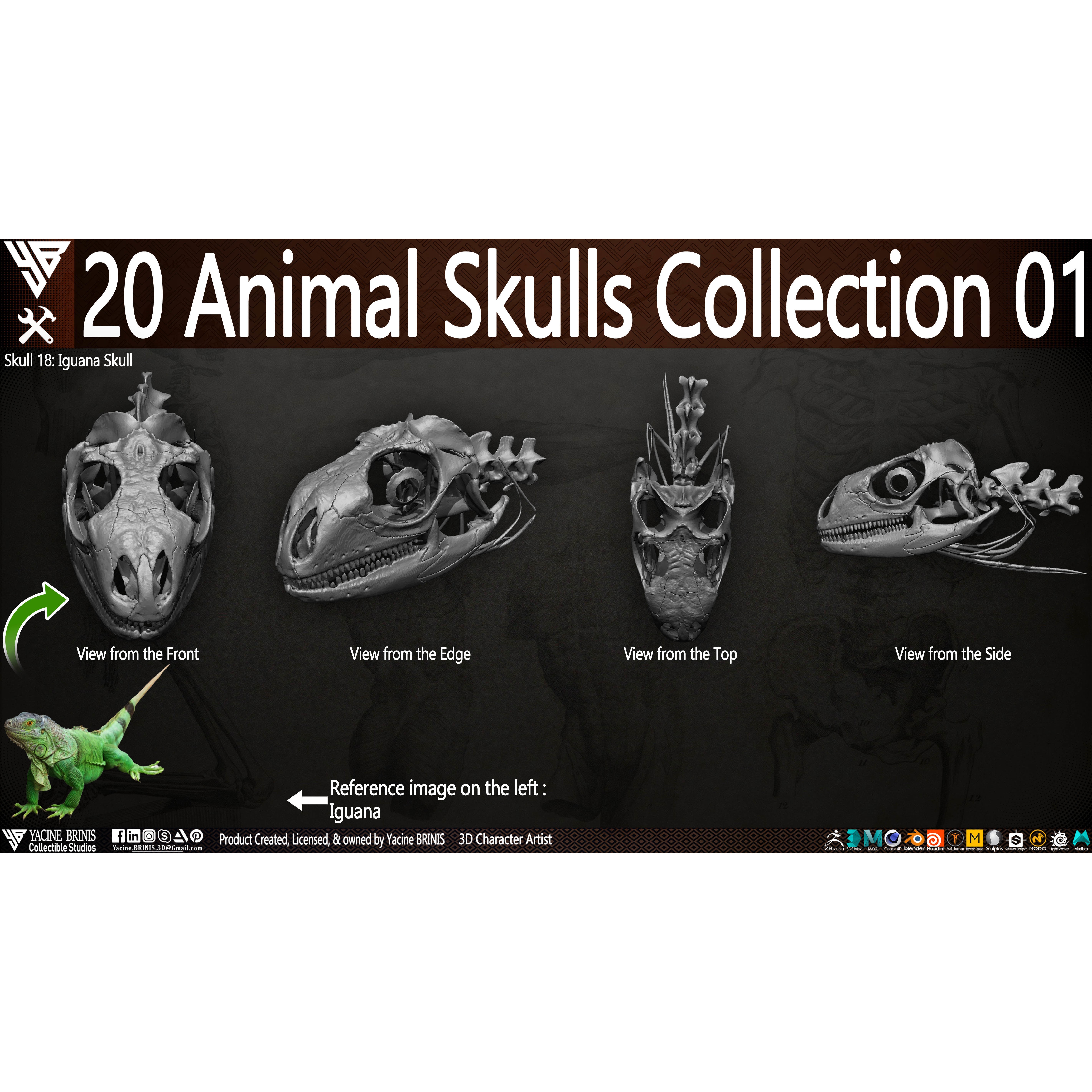 20 Animal Skulls Collection - Low-Poly Game-Ready 3D Model - View 12