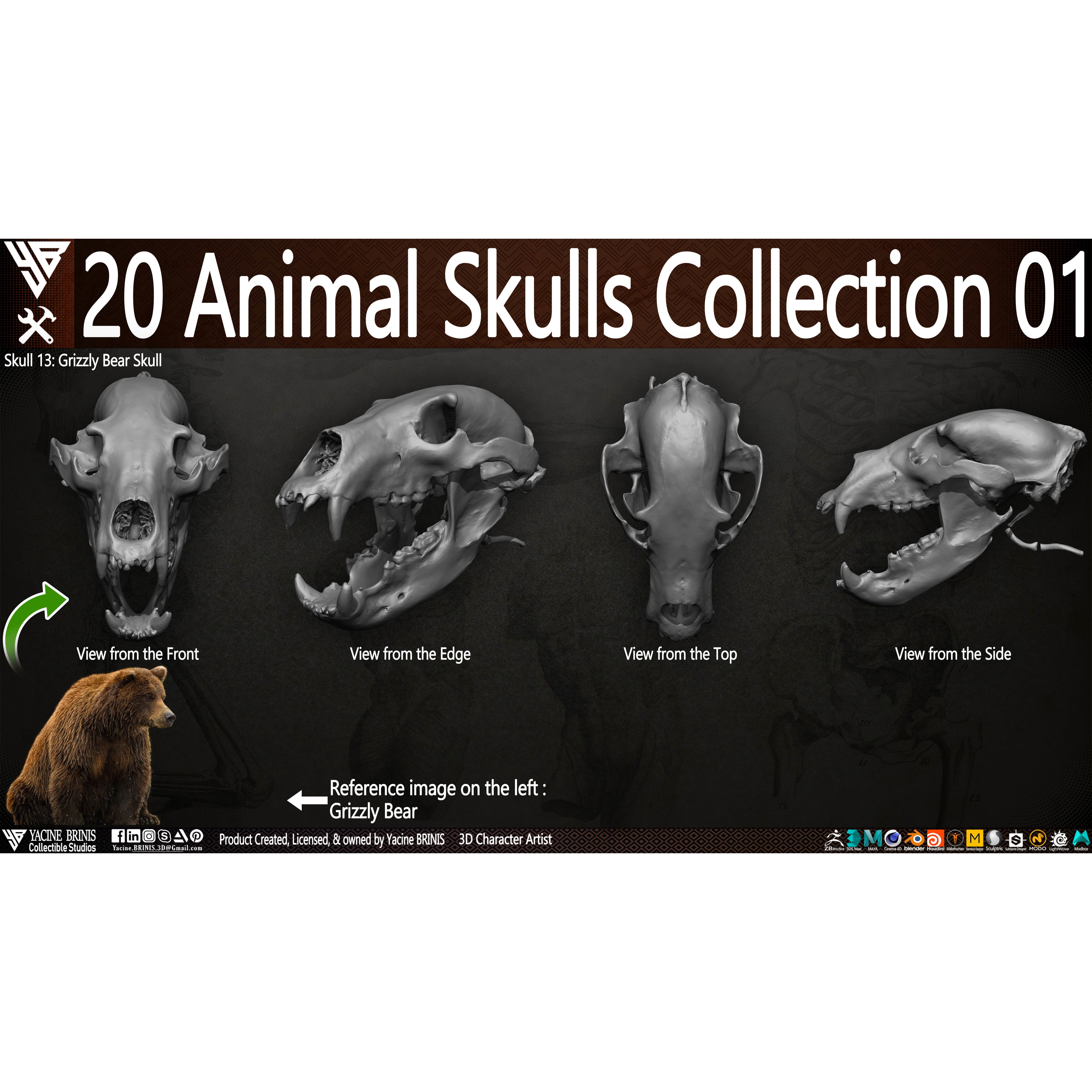20 Animal Skulls Collection - Low-Poly Game-Ready 3D Model - View 13