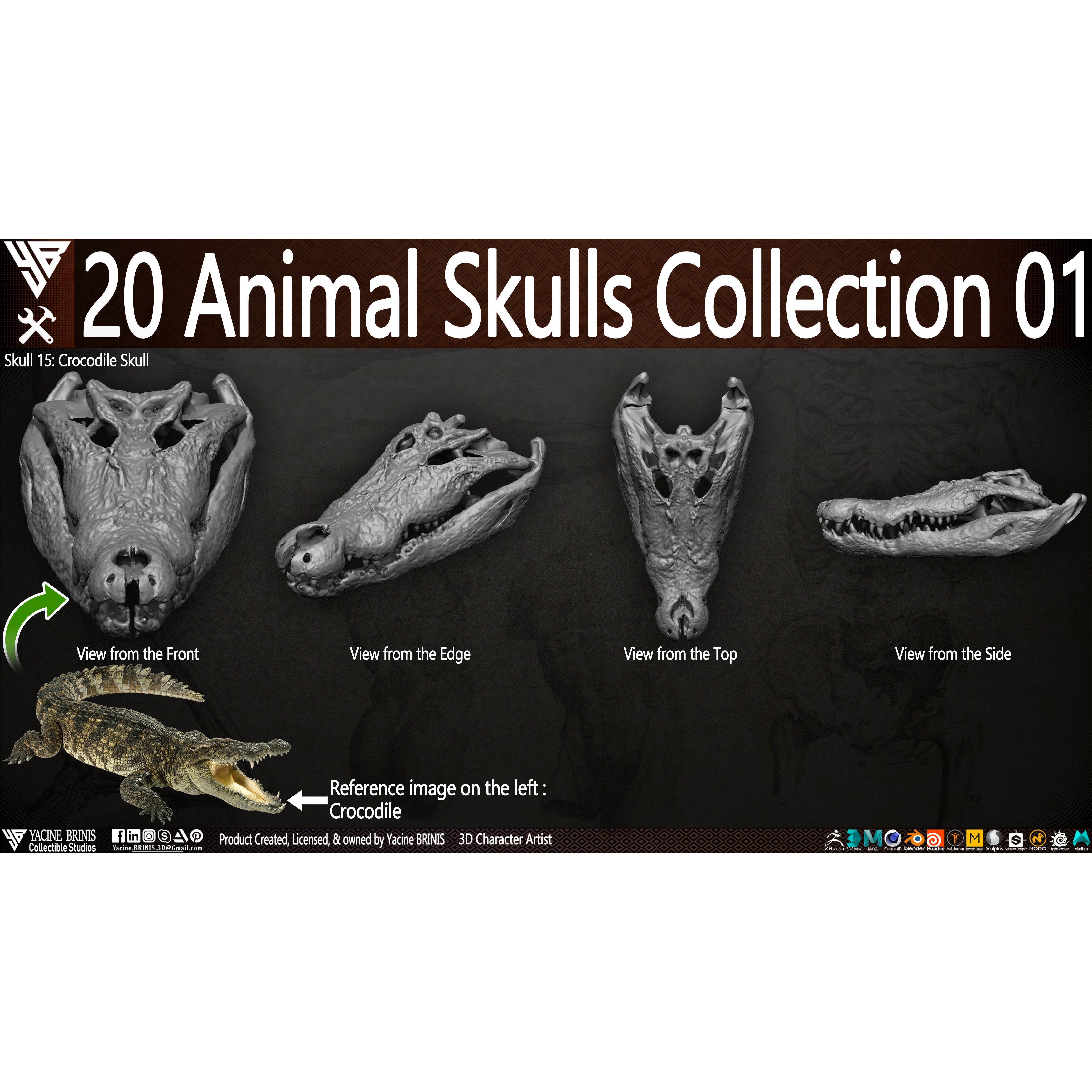 20 Animal Skulls Collection - Low-Poly Game-Ready 3D Model - View 14