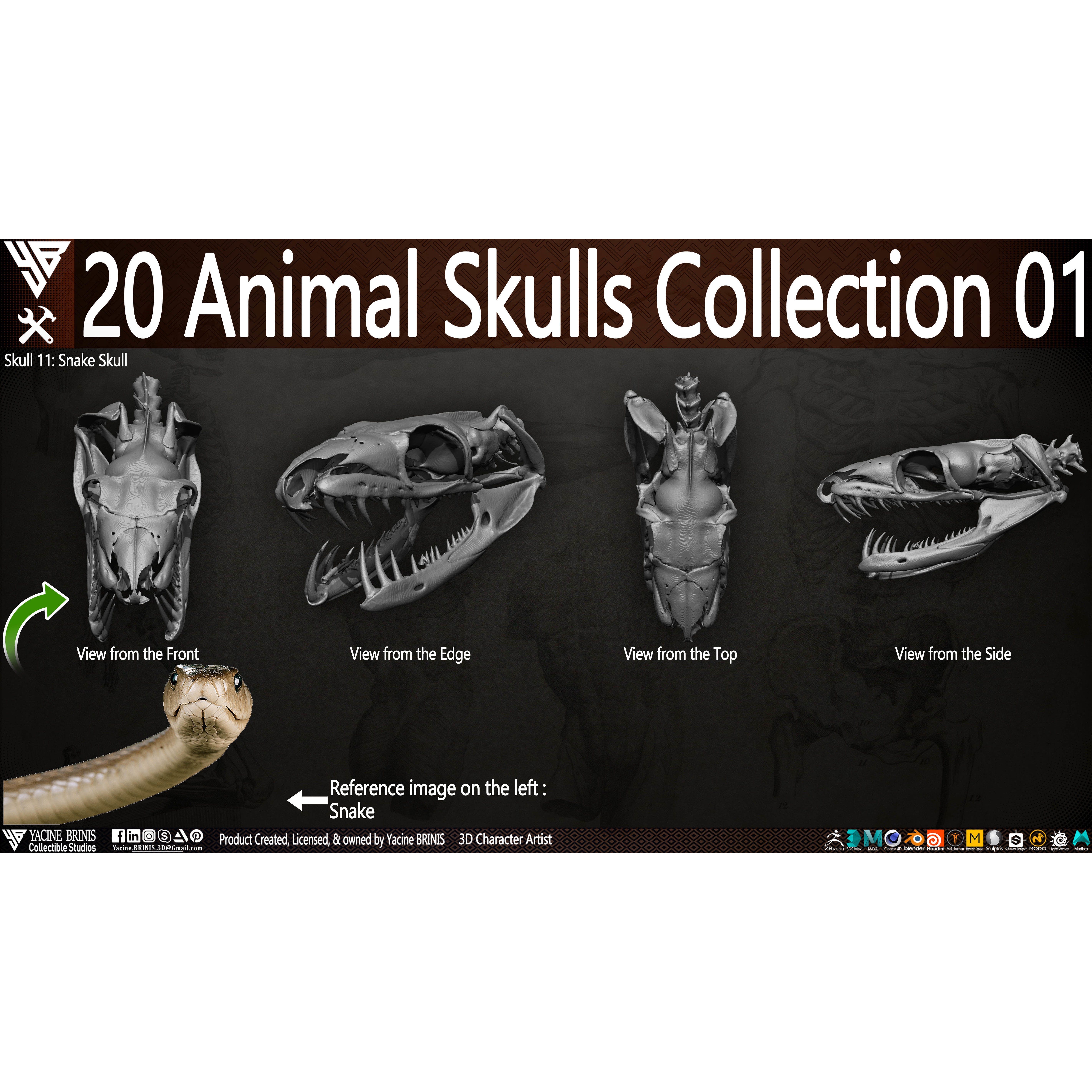 20 Animal Skulls Collection - Low-Poly Game-Ready 3D Model - View 16