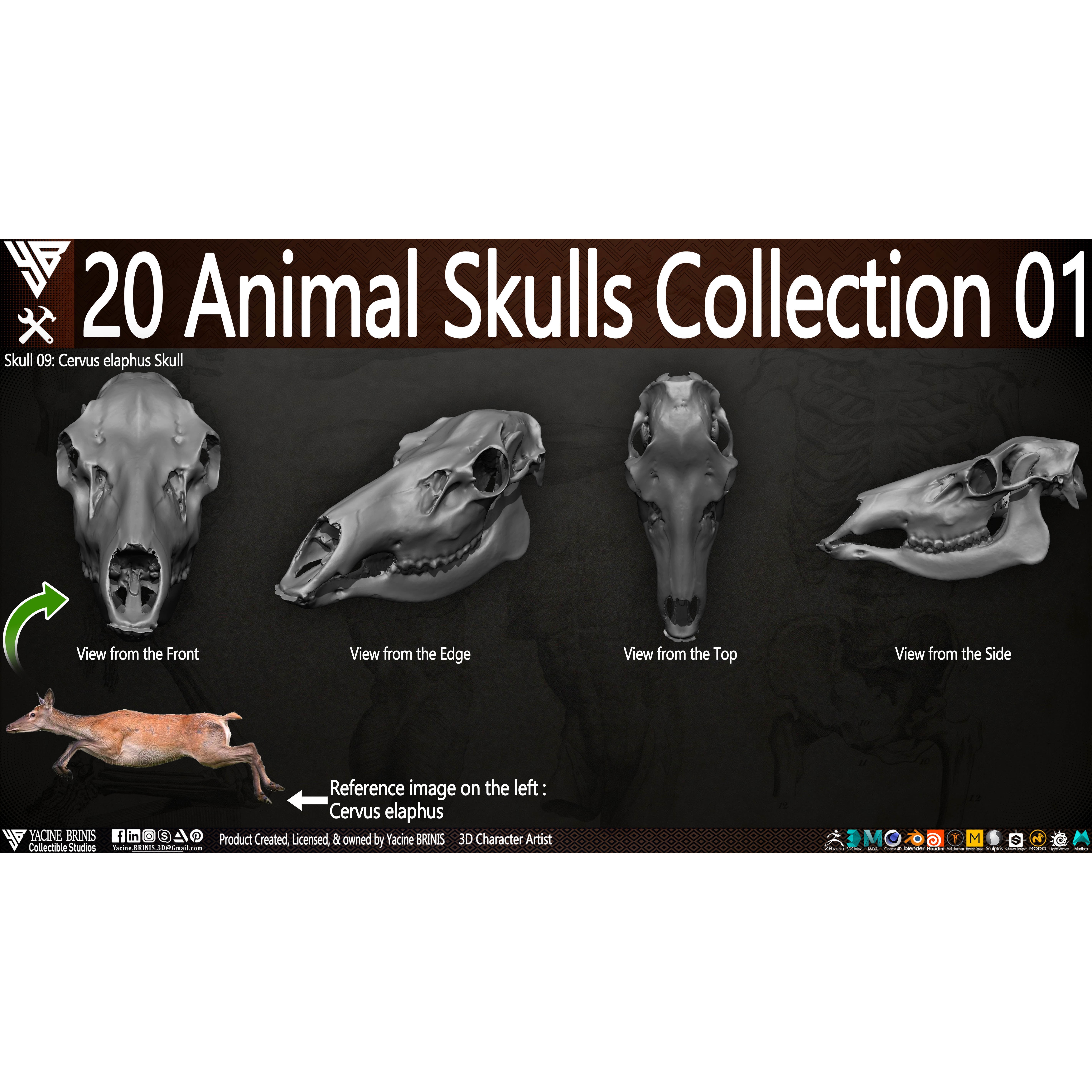 20 Animal Skulls Collection - Low-Poly Game-Ready 3D Model - View 17