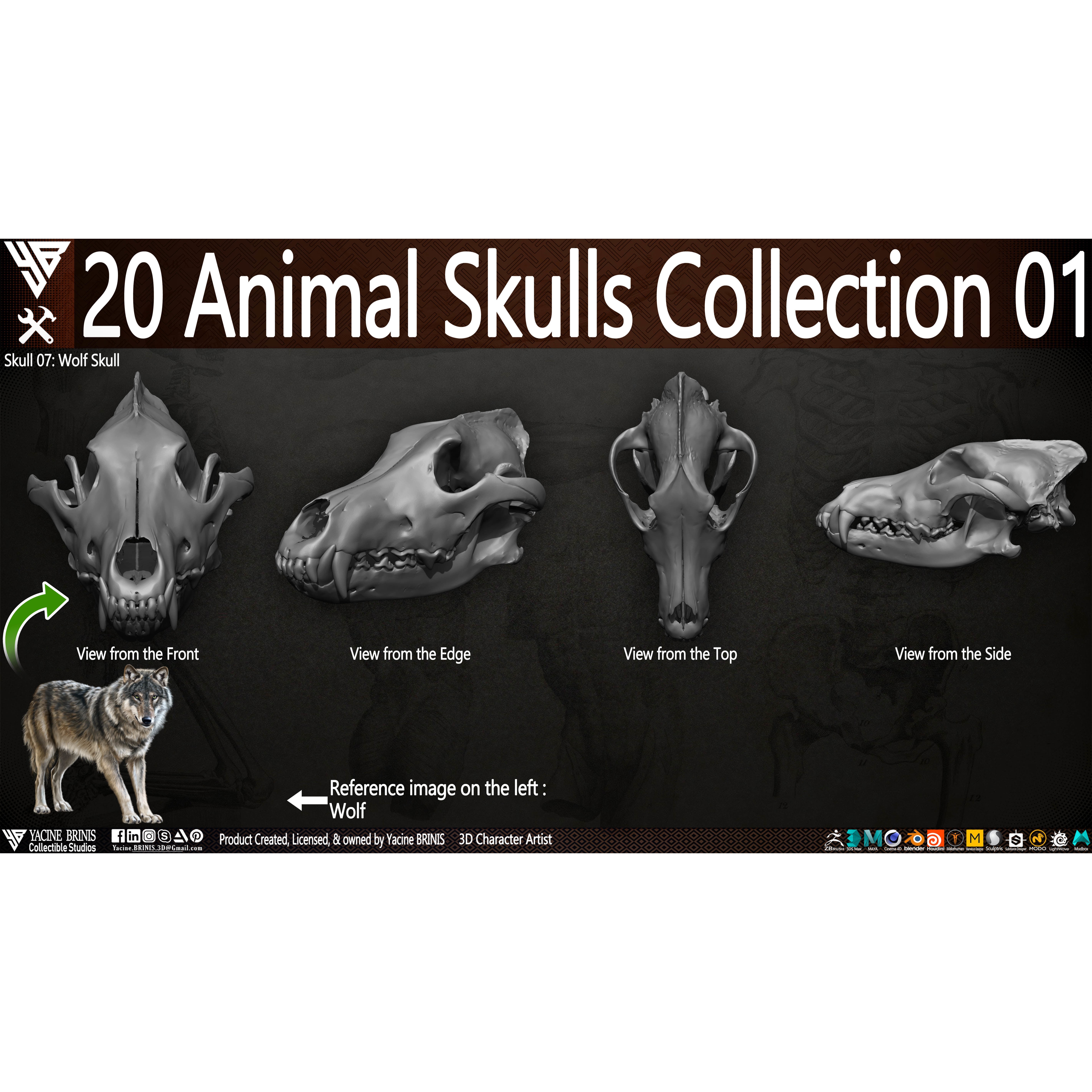 20 Animal Skulls Collection - Low-Poly Game-Ready 3D Model - View 18