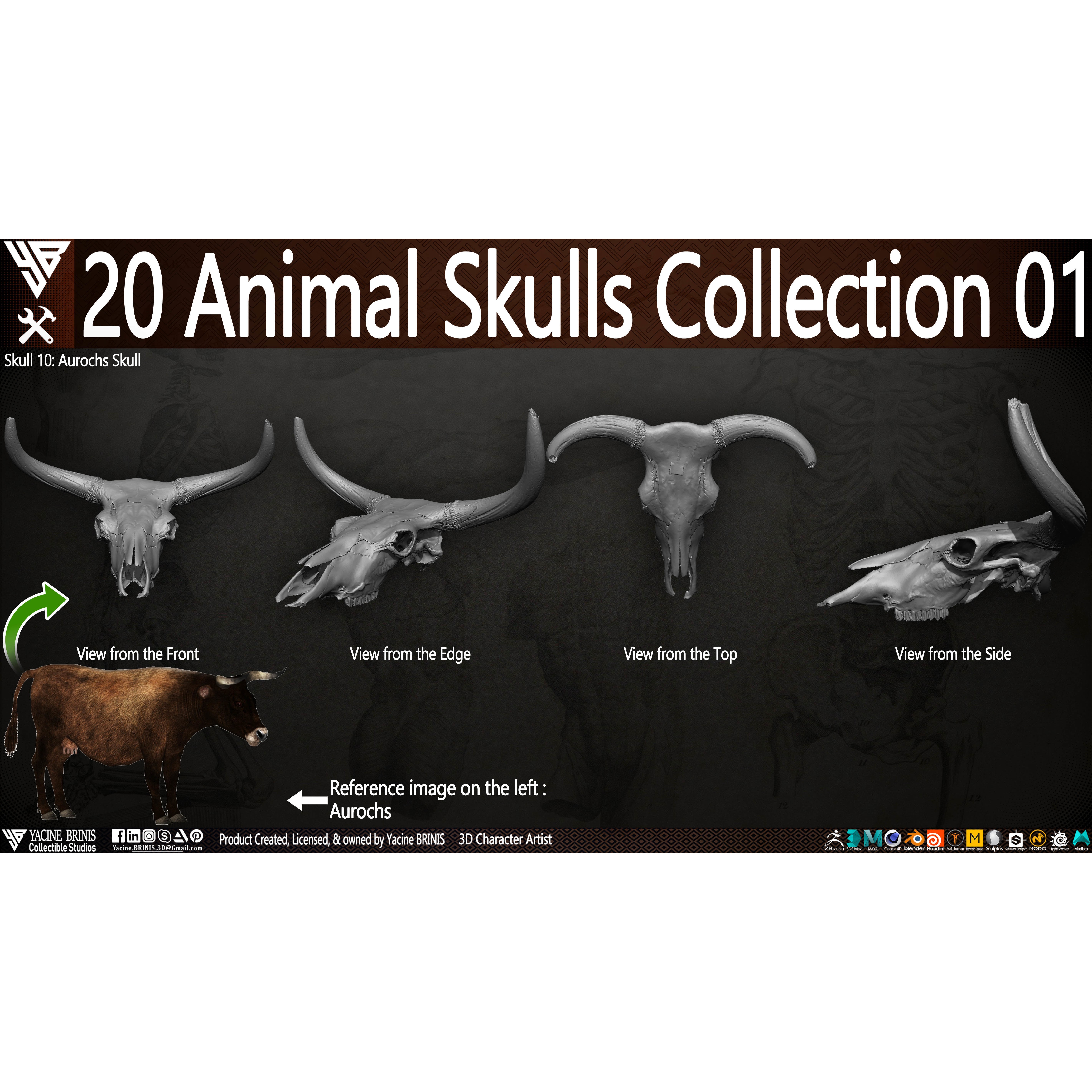 20 Animal Skulls Collection - Low-Poly Game-Ready 3D Model - View 19