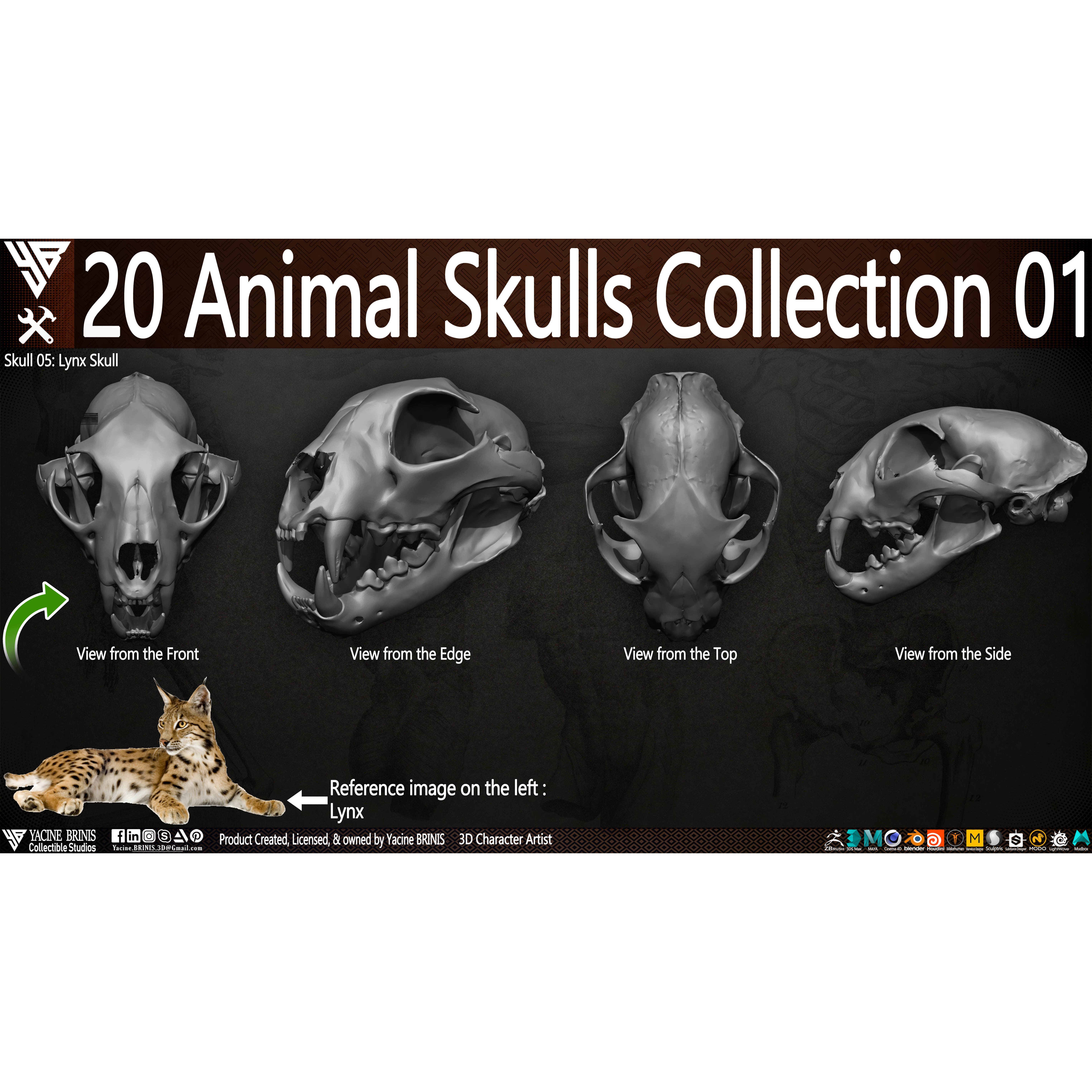 20 Animal Skulls Collection - Low-Poly Game-Ready 3D Model - View 20