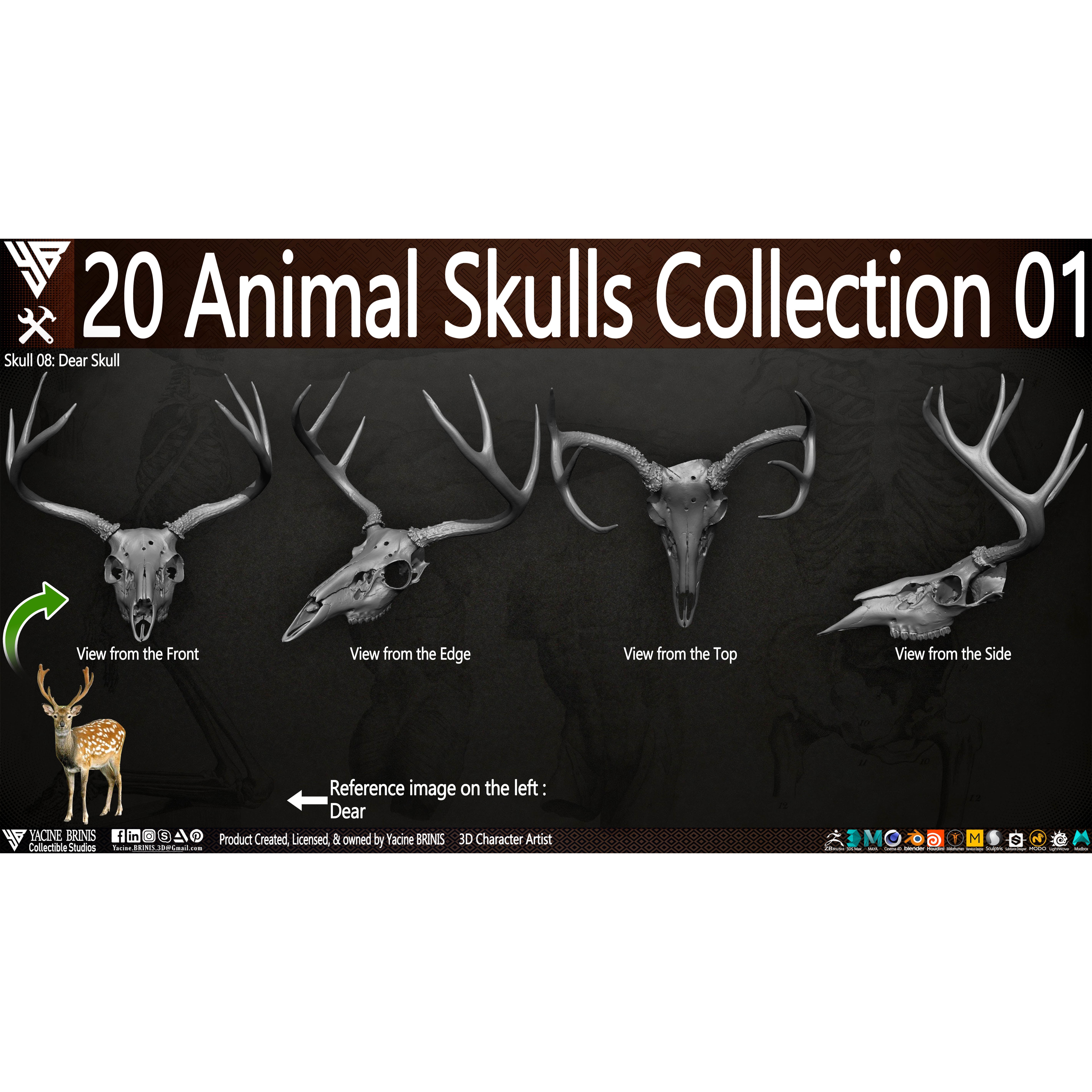 20 Animal Skulls Collection - Low-Poly Game-Ready 3D Model - View 21