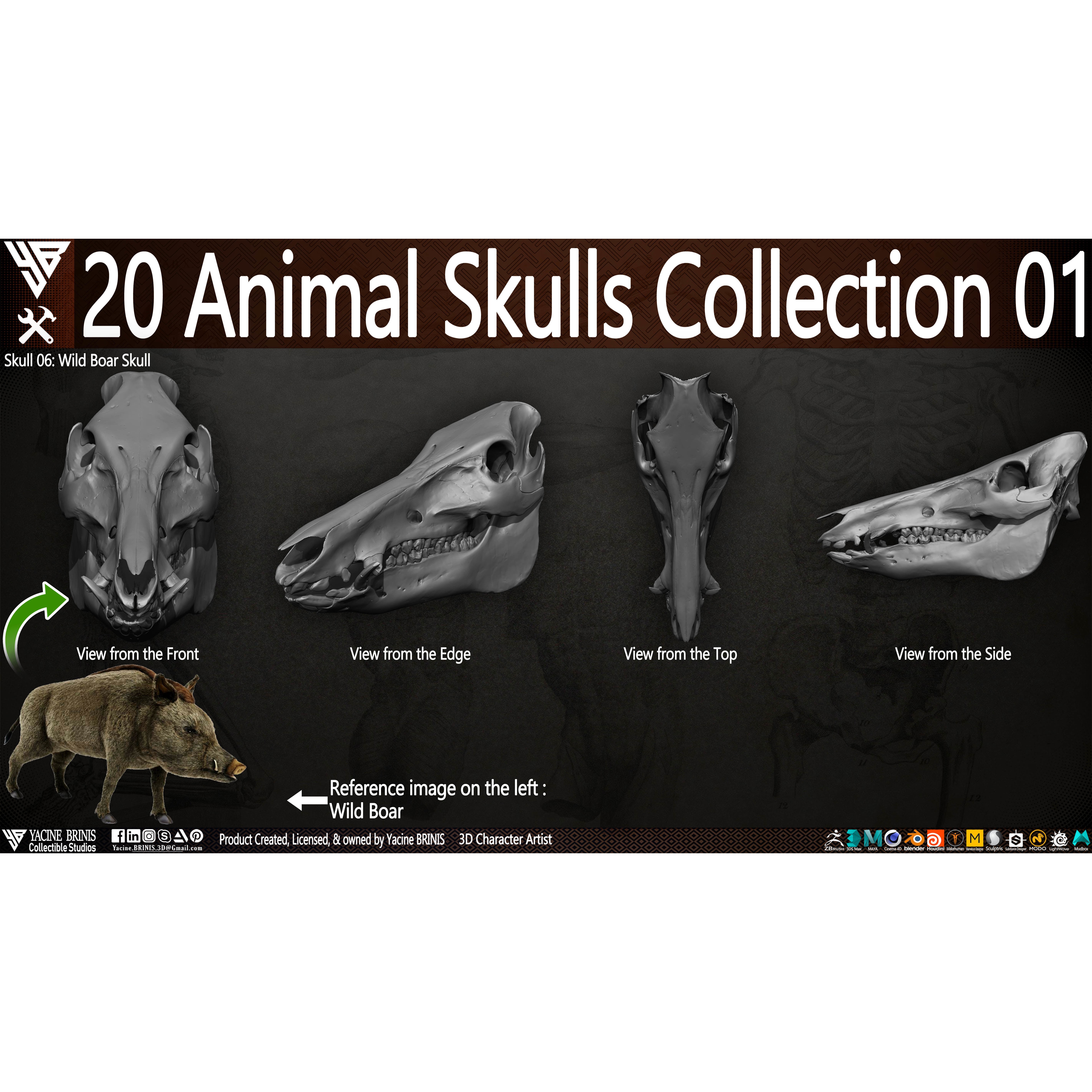 20 Animal Skulls Collection - Low-Poly Game-Ready 3D Model - View 22