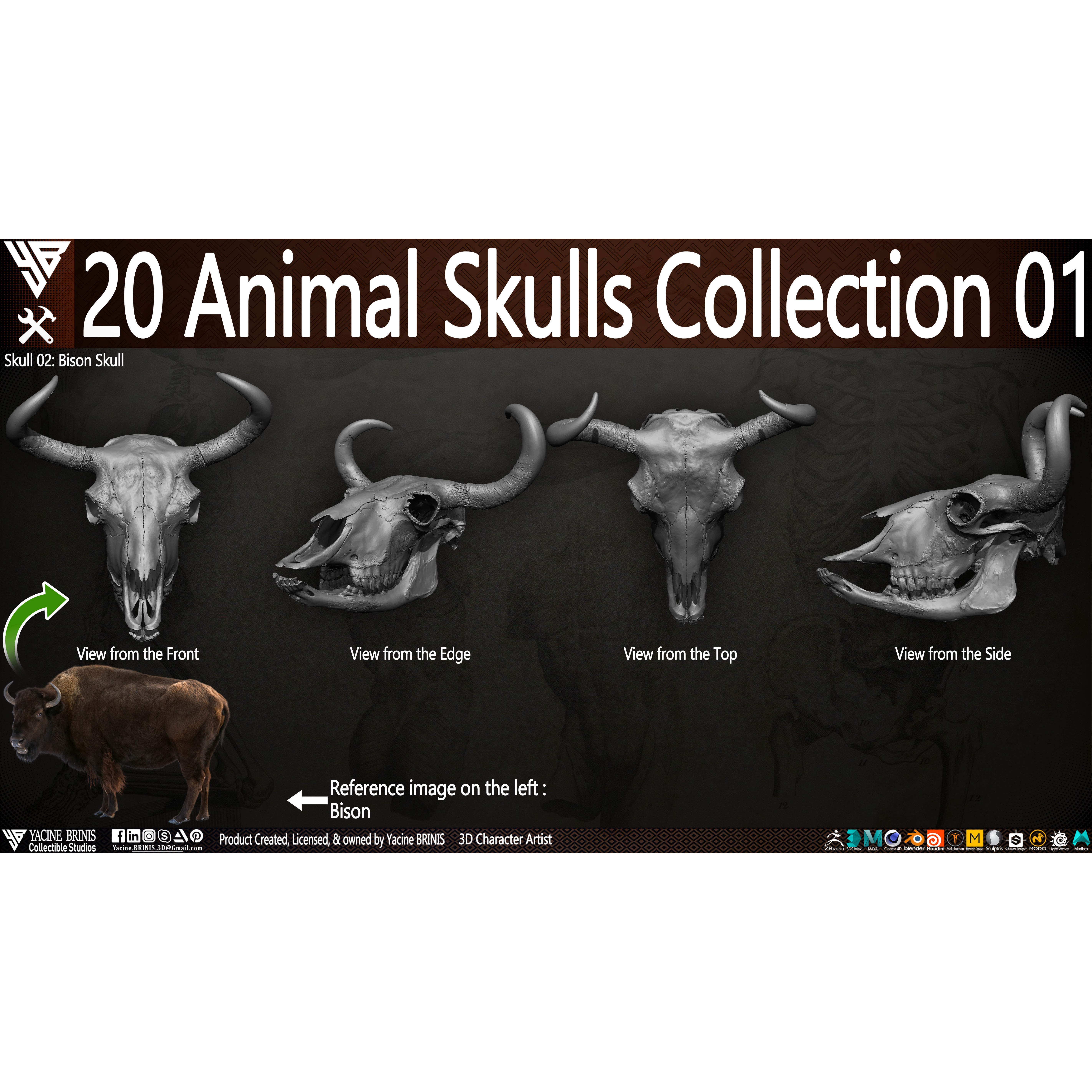 20 Animal Skulls Collection - Low-Poly Game-Ready 3D Model - View 23