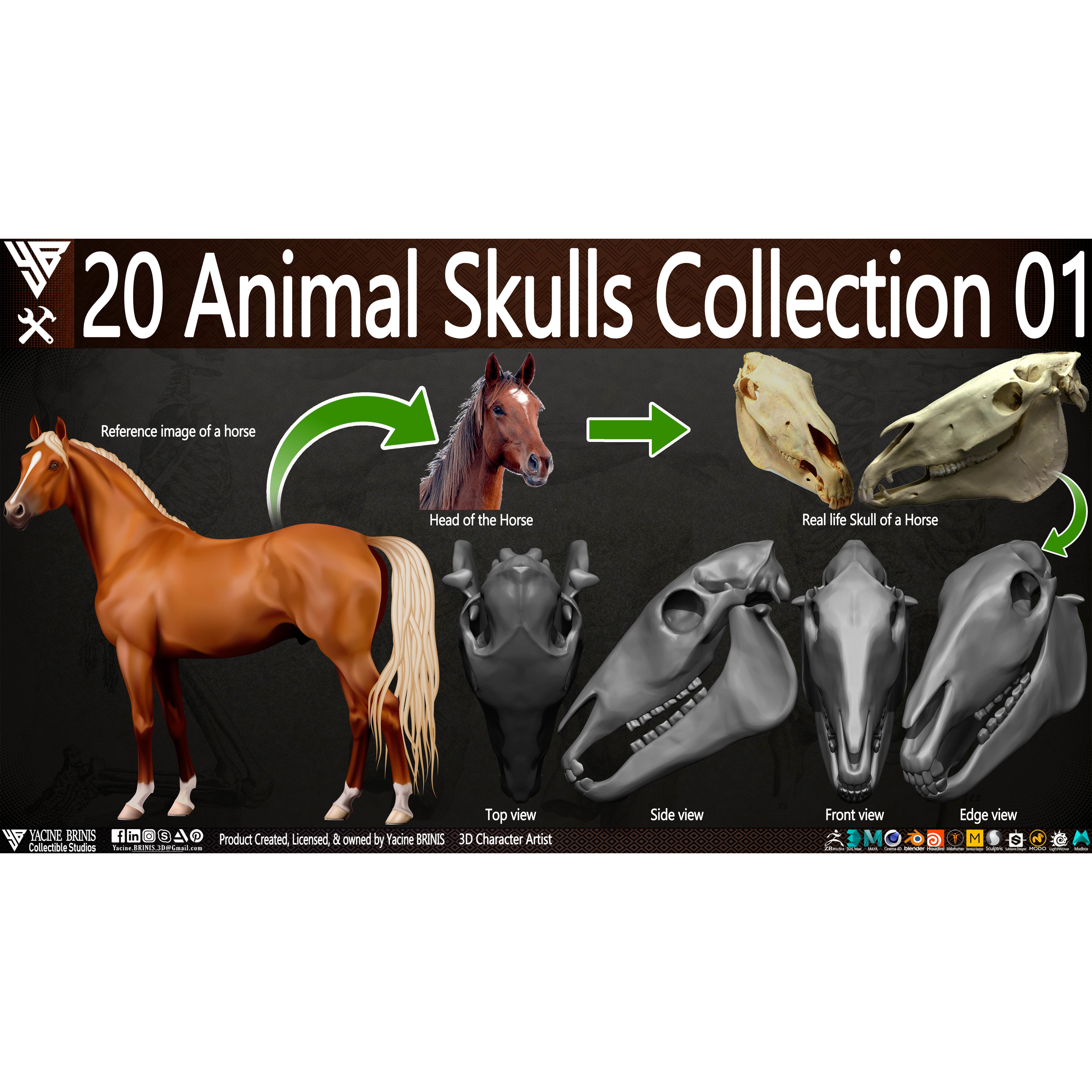 20 Animal Skulls Collection - Low-Poly Game-Ready 3D Model - View 24