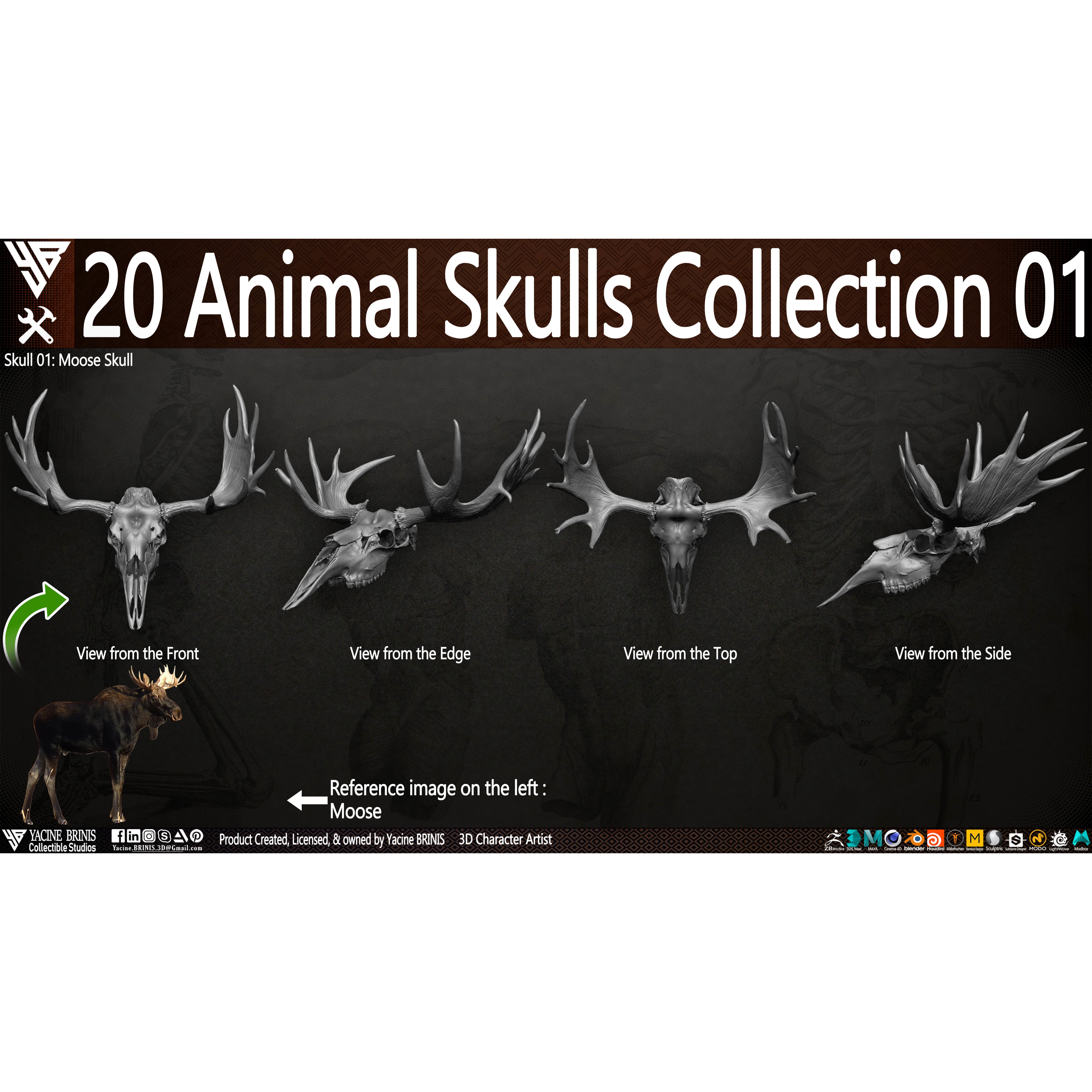 20 Animal Skulls Collection - Low-Poly Game-Ready 3D Model - View 27