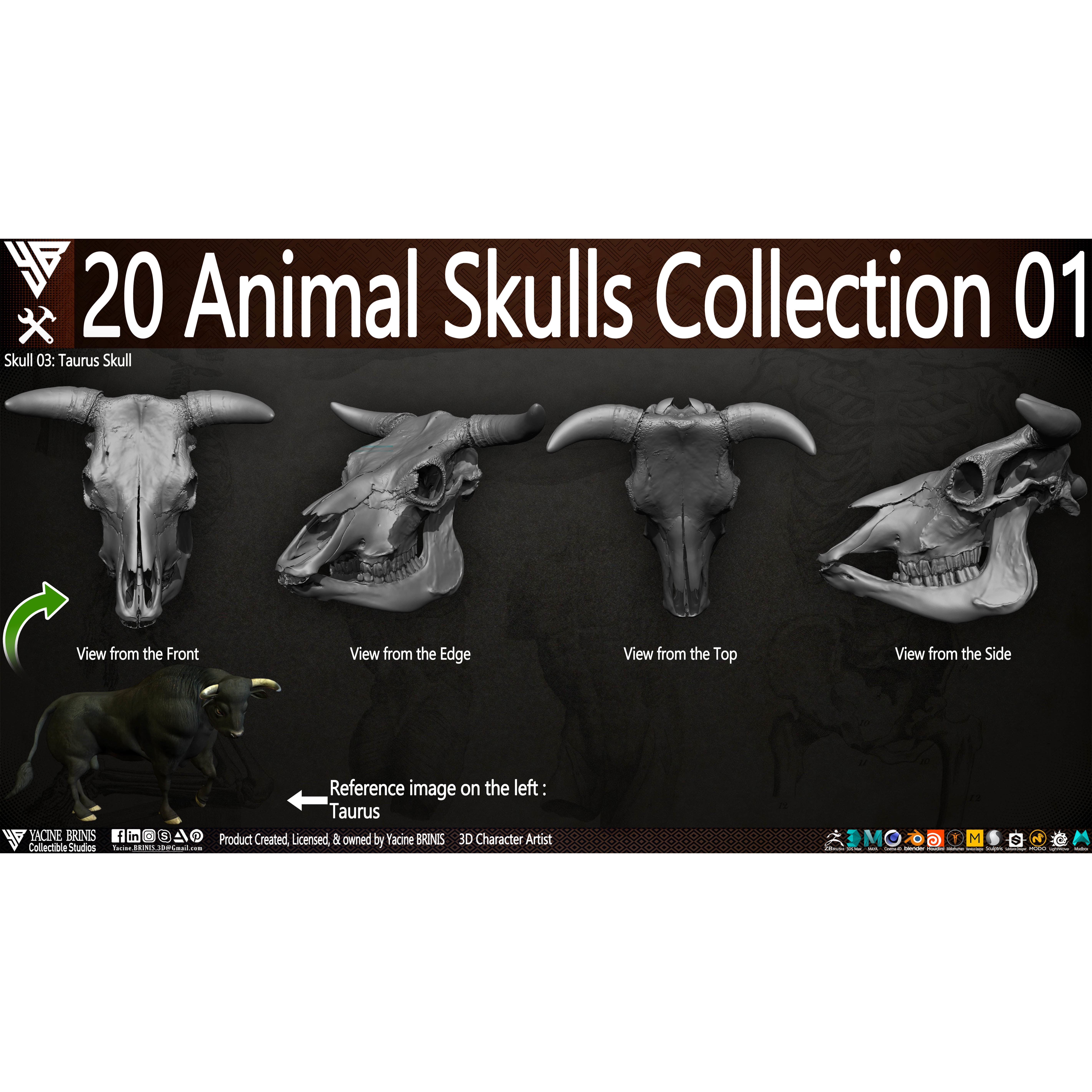 20 Animal Skulls Collection - Low-Poly Game-Ready 3D Model - View 28