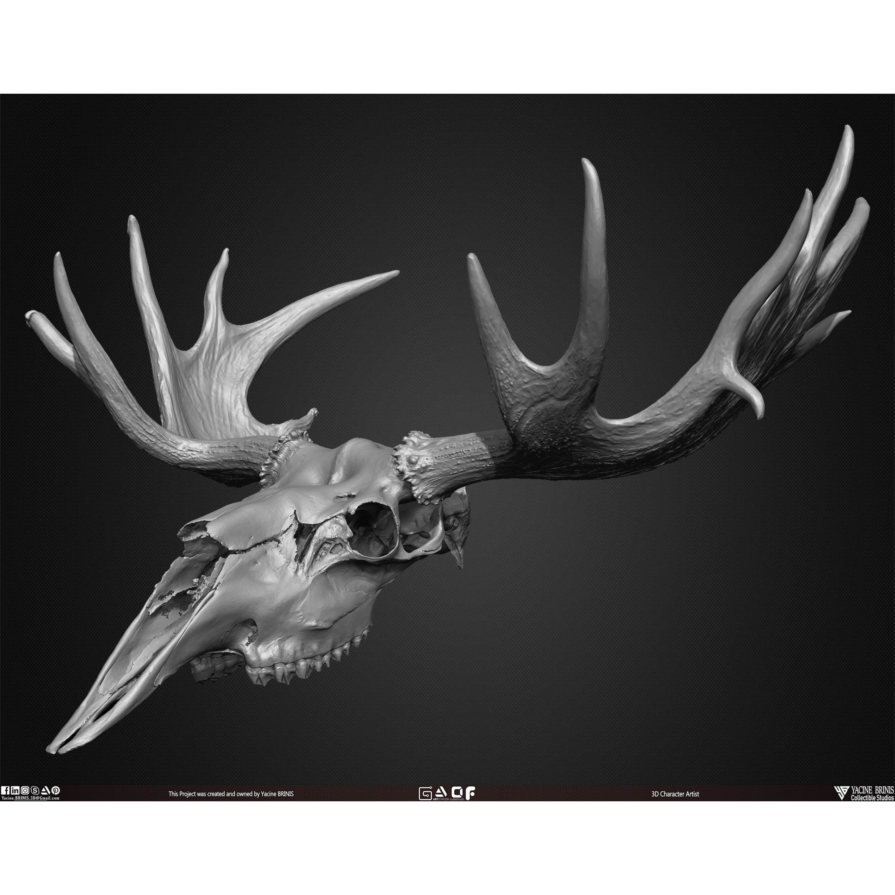 20 Animal Skulls Collection - Low-Poly Game-Ready 3D Model - View 30