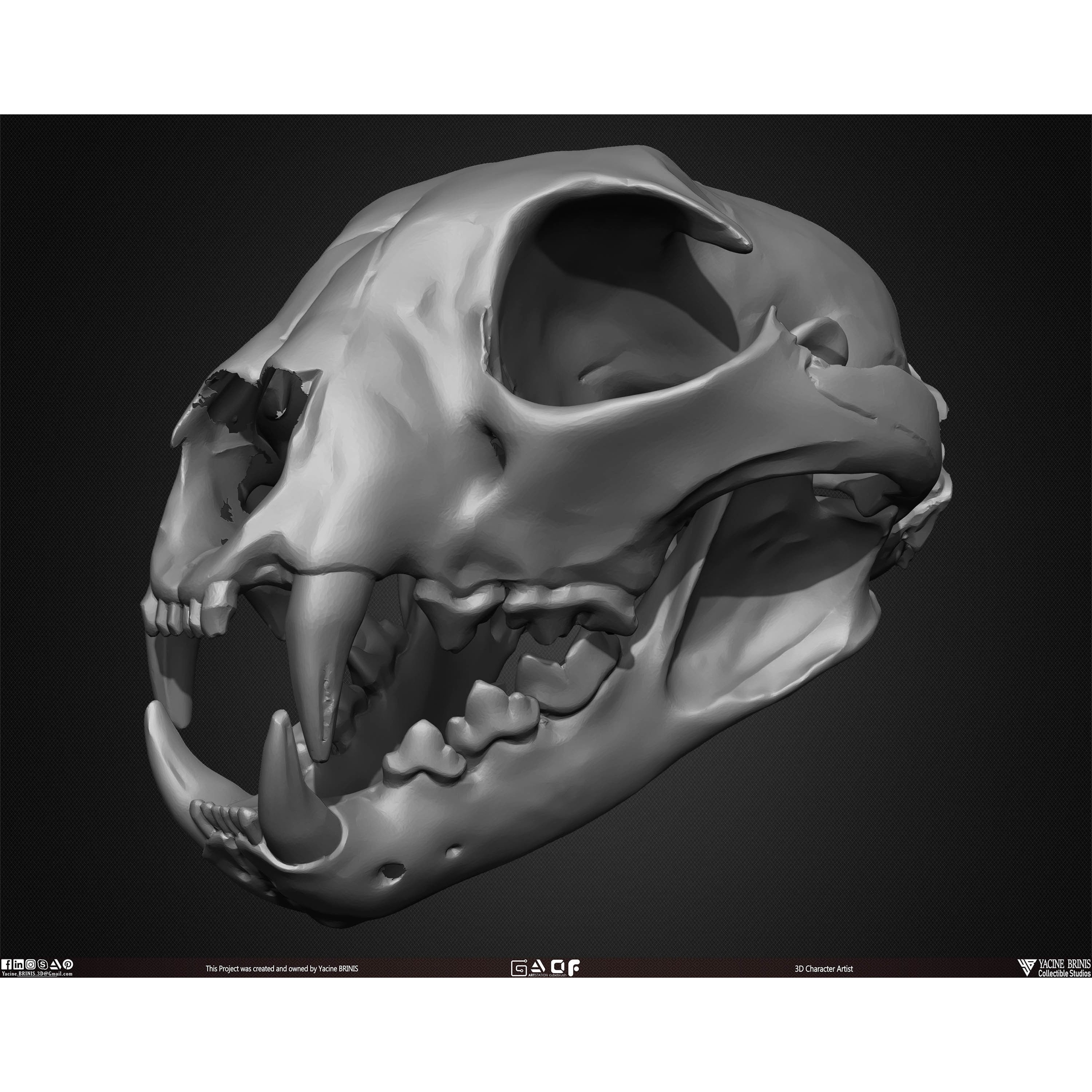 20 Animal Skulls Collection - Low-Poly Game-Ready 3D Model - View 34