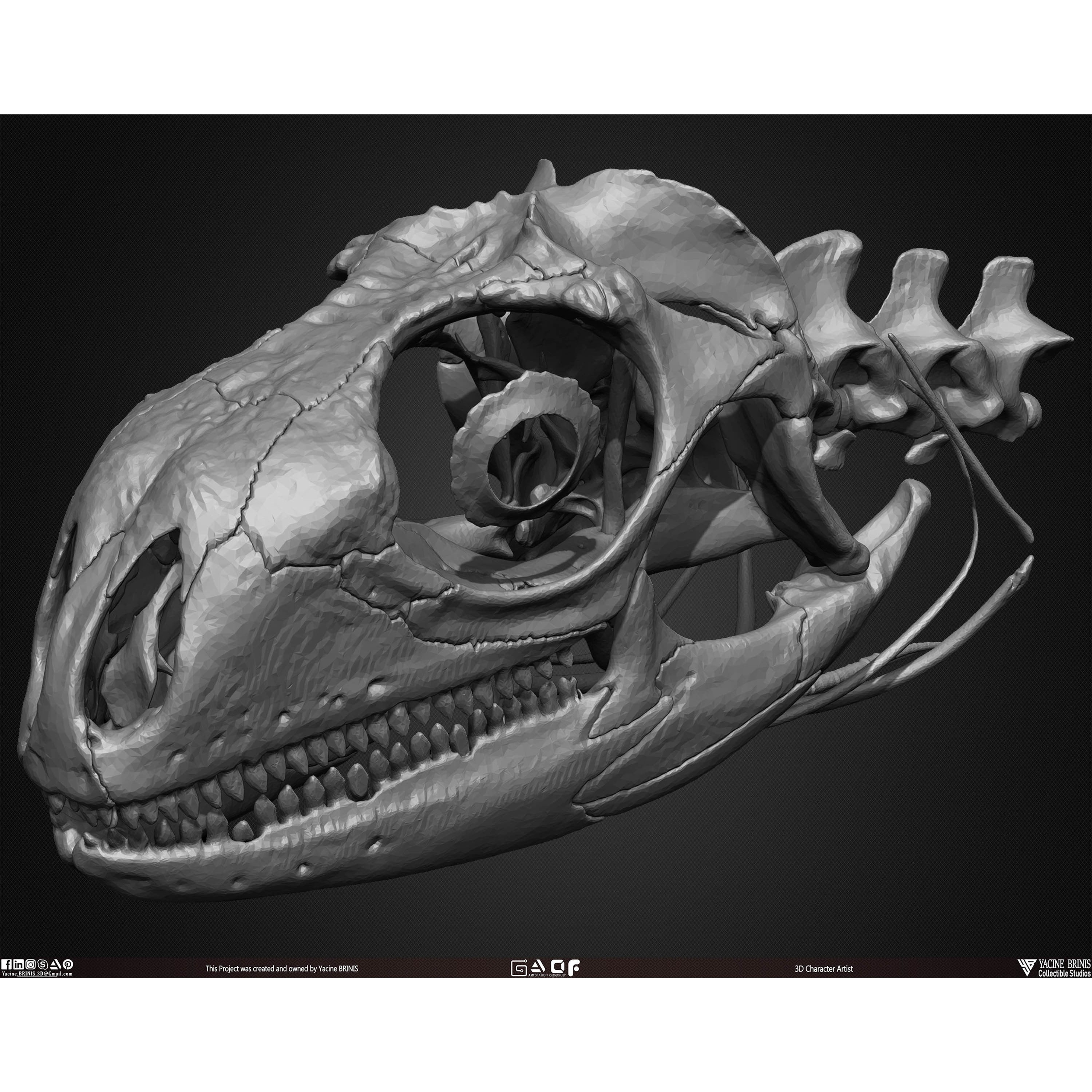 20 Animal Skulls Collection - Low-Poly Game-Ready 3D Model - View 36