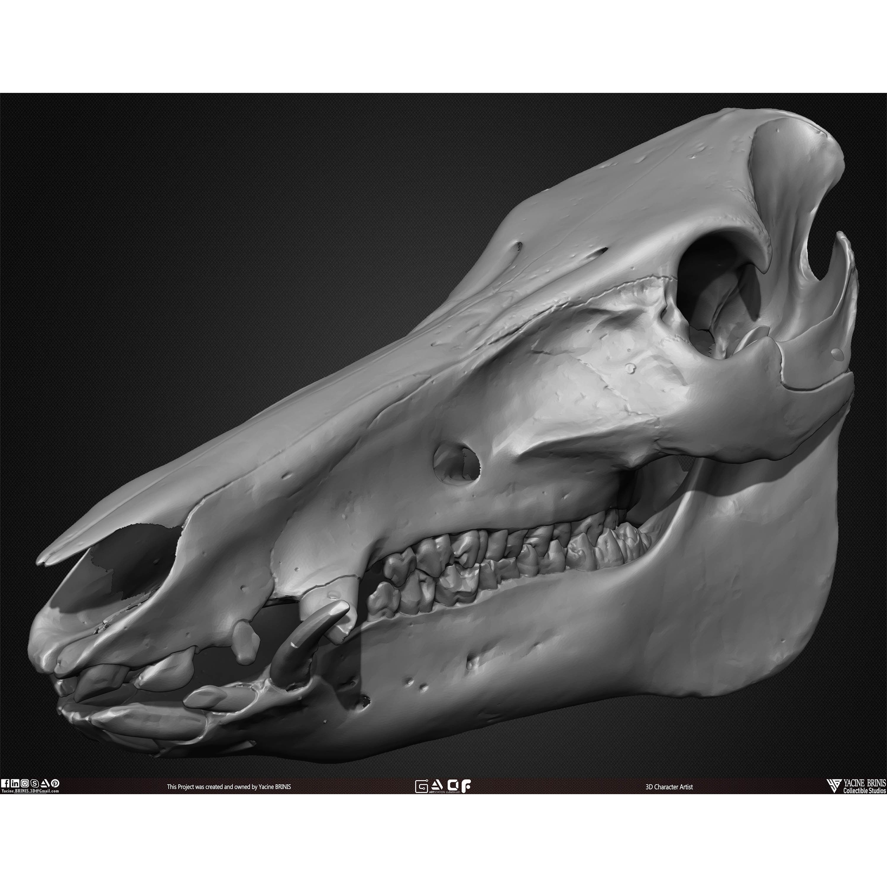 20 Animal Skulls Collection - Low-Poly Game-Ready 3D Model - View 38