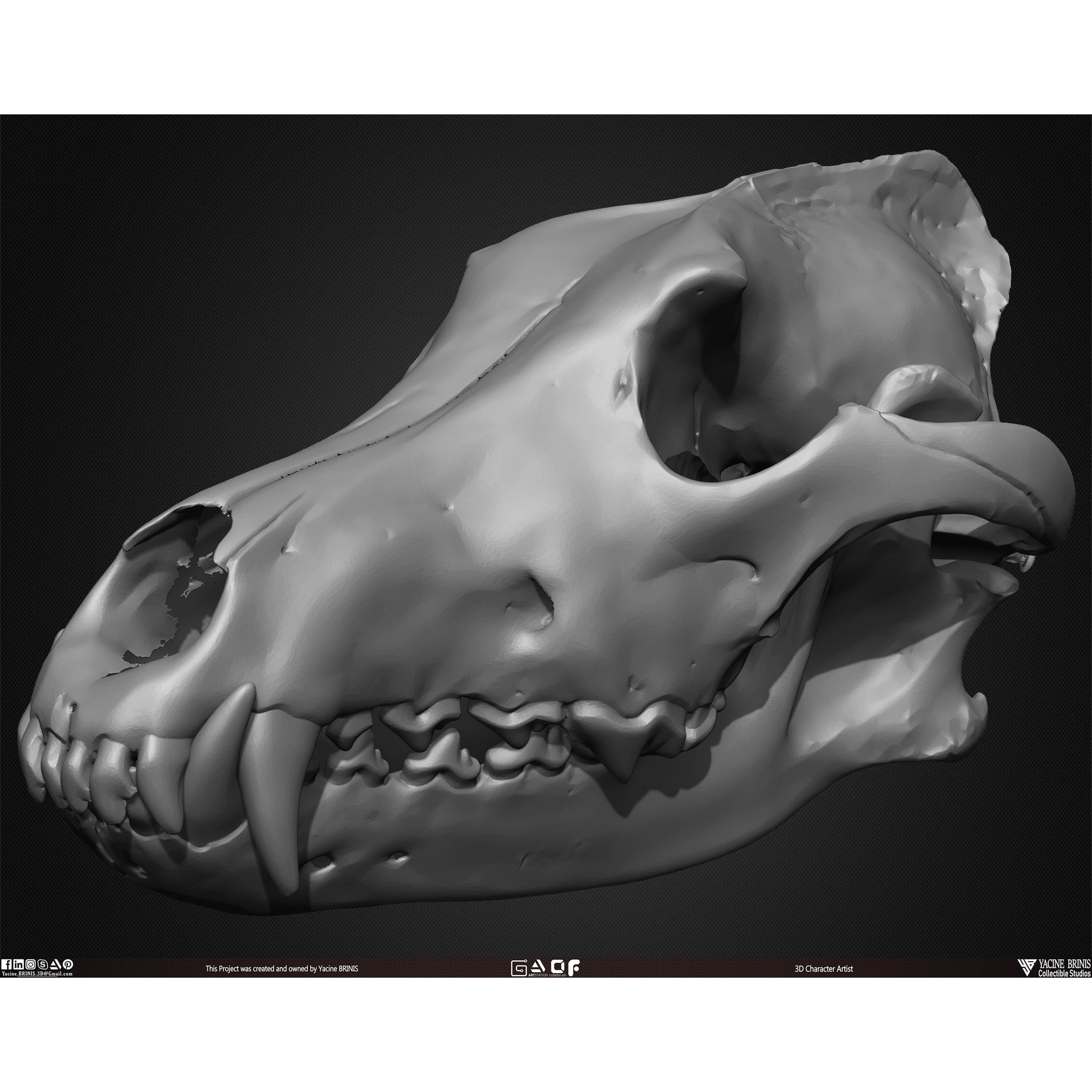 20 Animal Skulls Collection - Low-Poly Game-Ready 3D Model - View 39